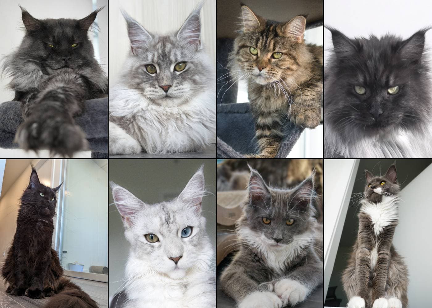 Maine Coon photo gallery preview