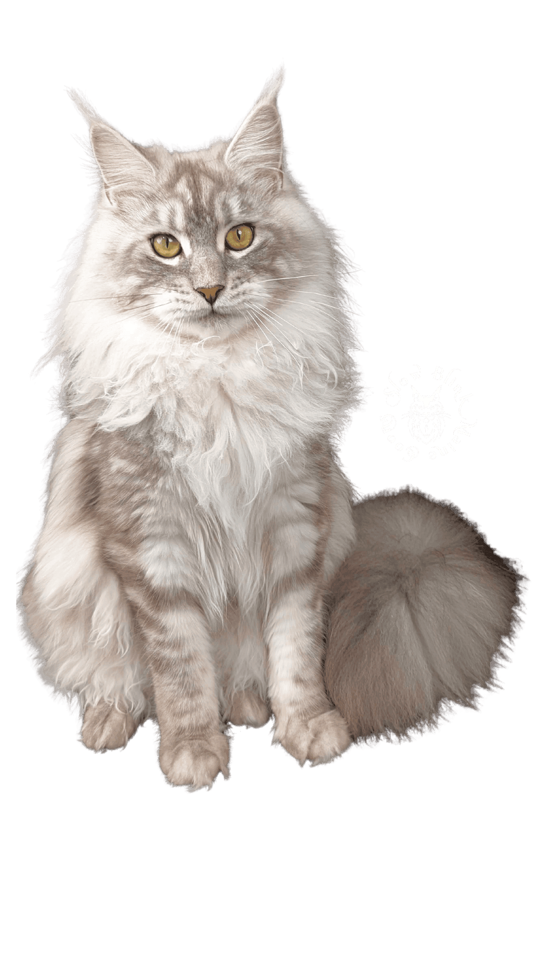 Maine Coon Cat - Ice Princess (Snow Belle)