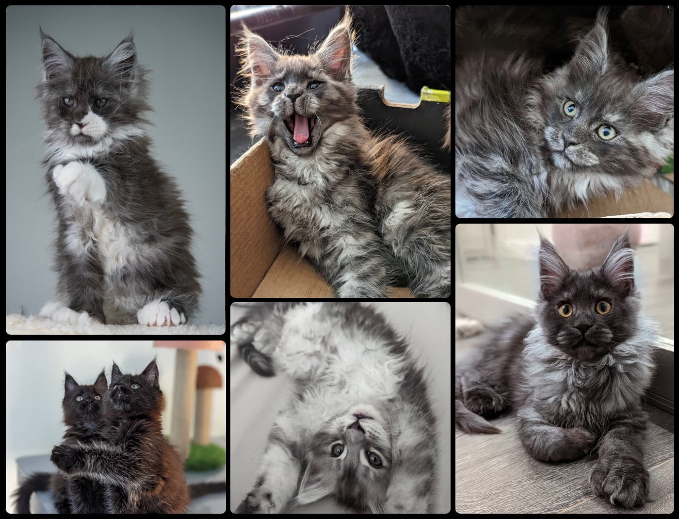 Maine Coon Kitten Gallery preview