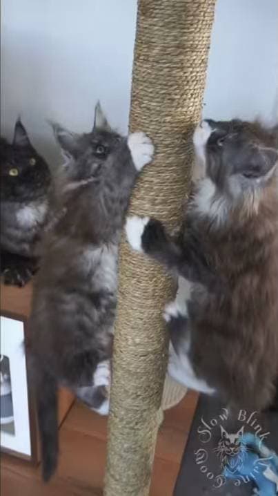 YouTube Shorts Maine Coon Video Thumbnail