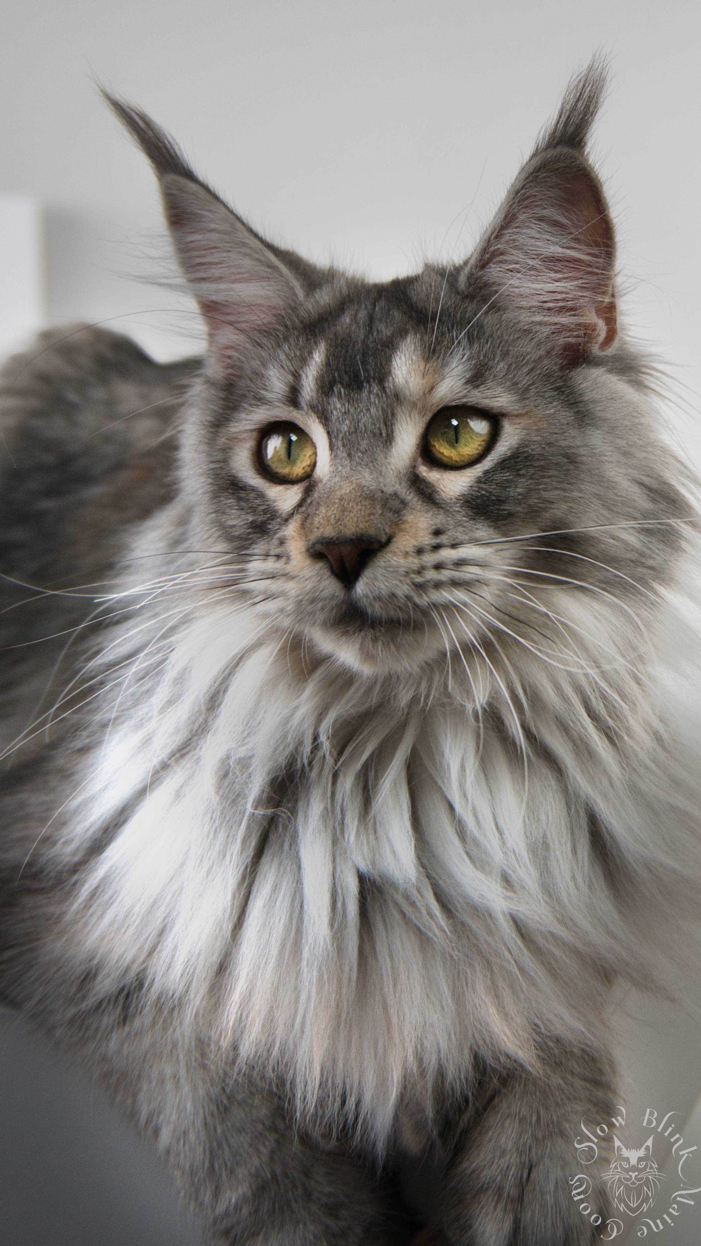 Maine Coon Cat picture for Venus