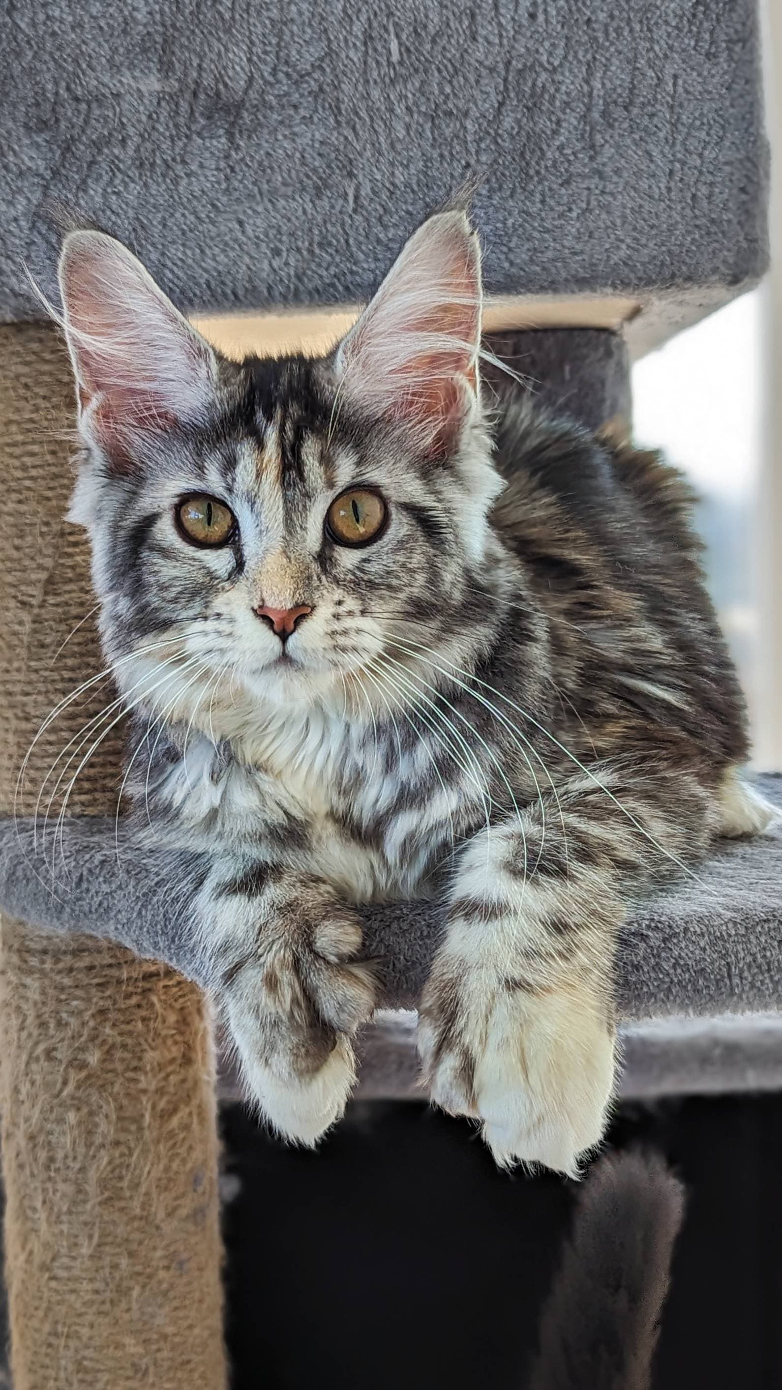 queen-aphrodite-of-slow-blink-maine-coons--ems-code-pol-fs-25--maine-coon-female-adult-cat-3