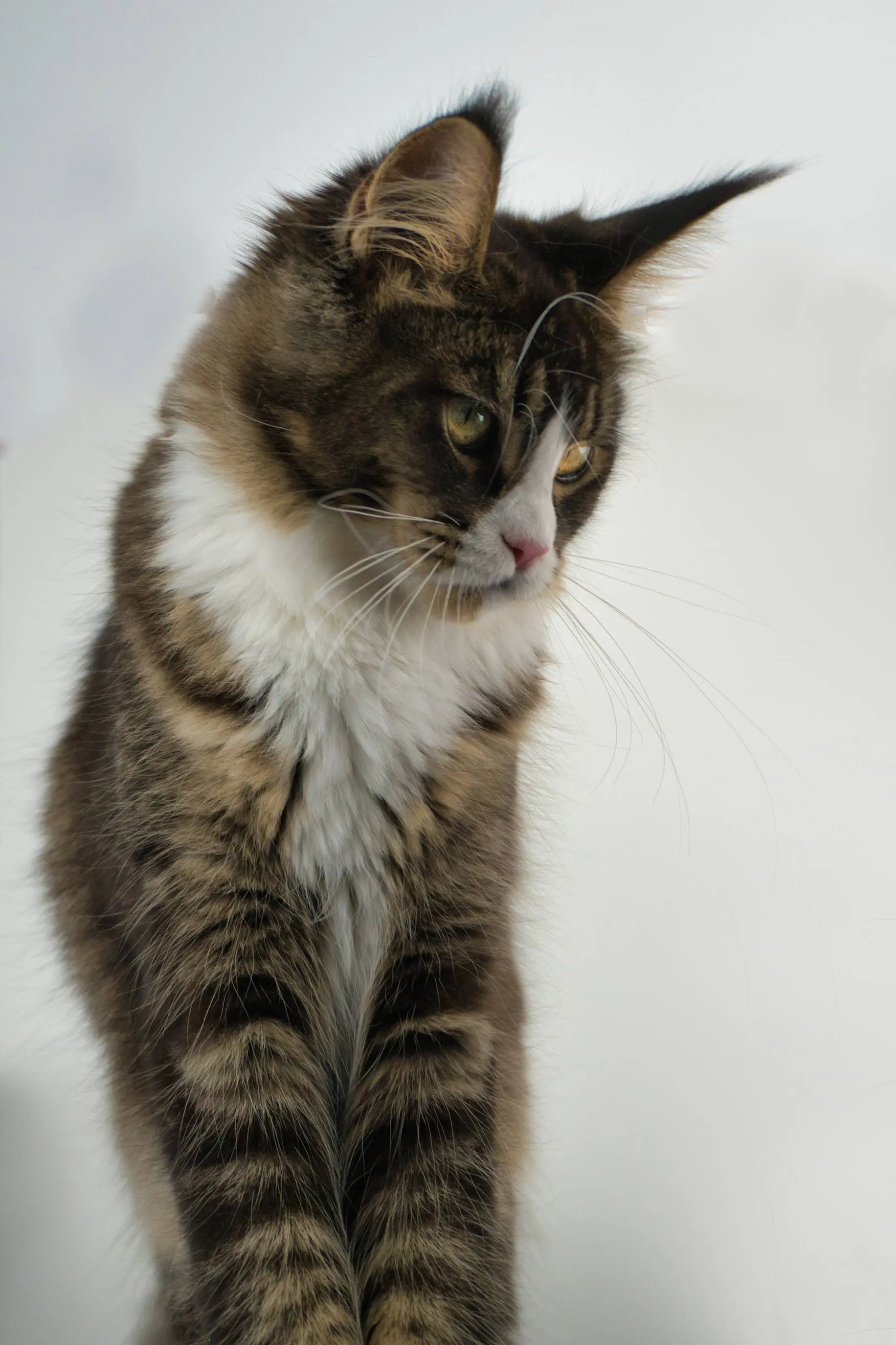 Maine Coon Cat picture for Calypso