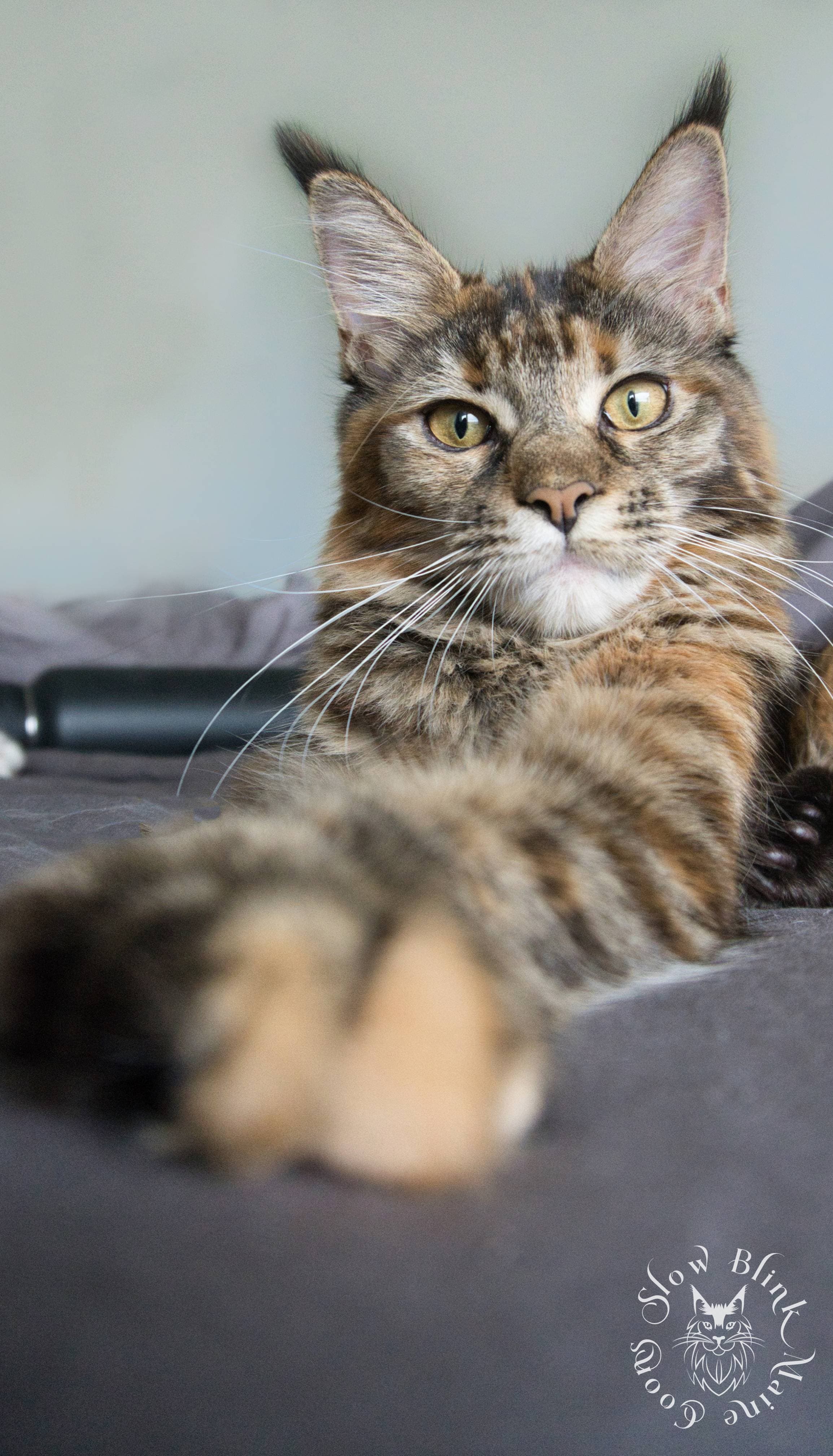 Maine Coon Cat picture for Foxie Scarlett