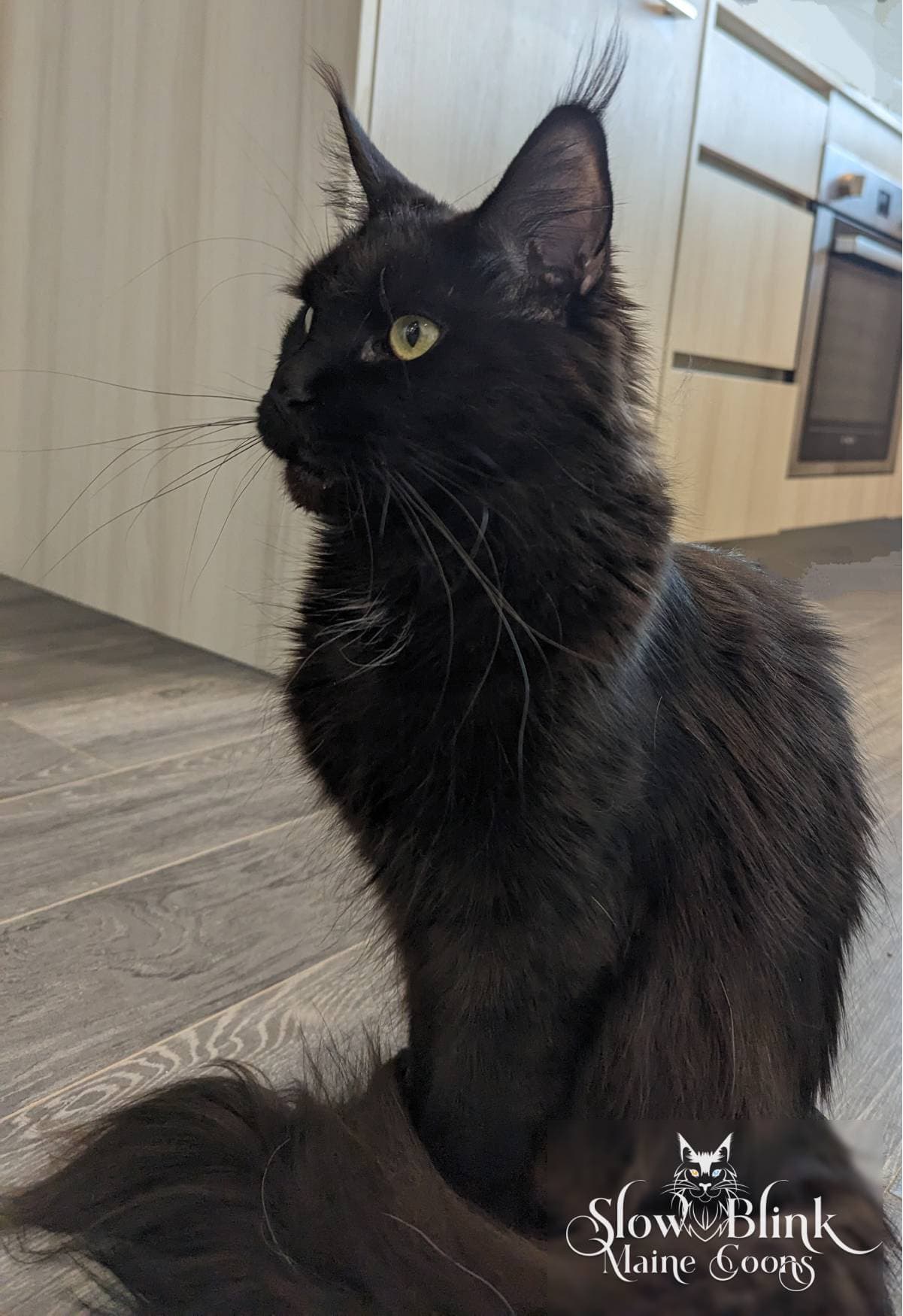 Black Maine Coon Cat