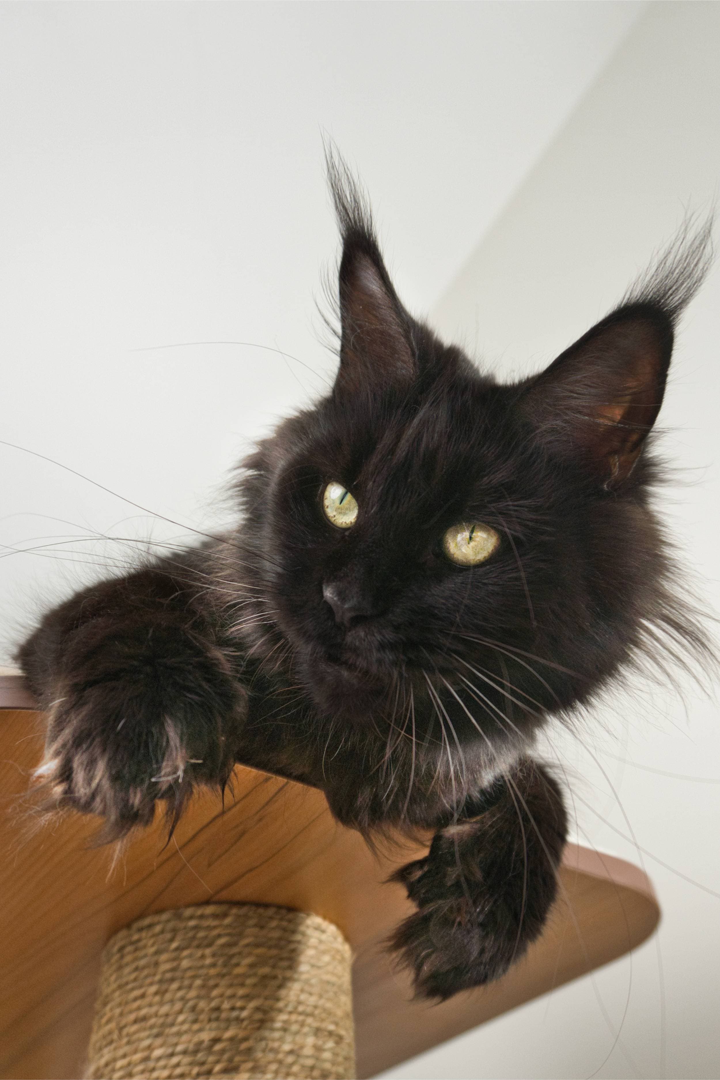 Black Solid Smoke Accent Maine Coon Cat - Queen Jaguar, Maine Coon of SlowBlink Maine Coons