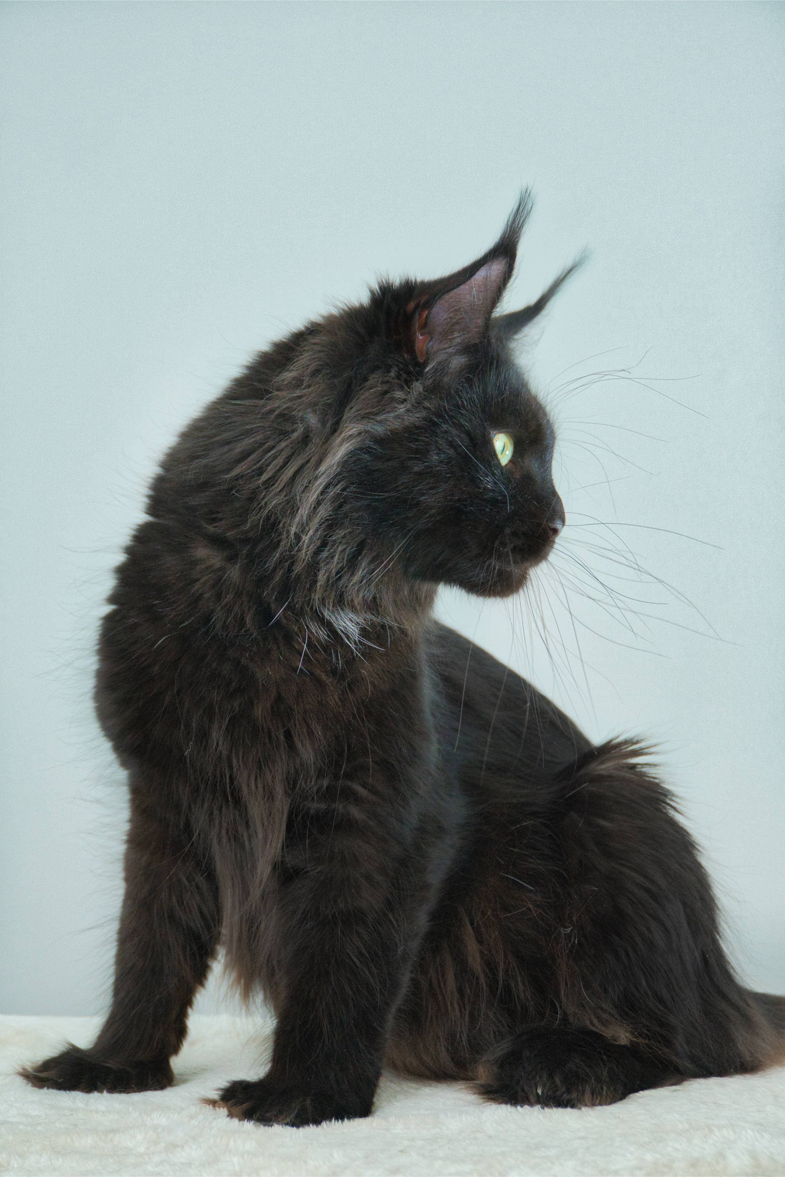 Black Solid Smoke Accent Maine Coon Cat - Queen Jaguar, Maine Coon of SlowBlink Maine Coons