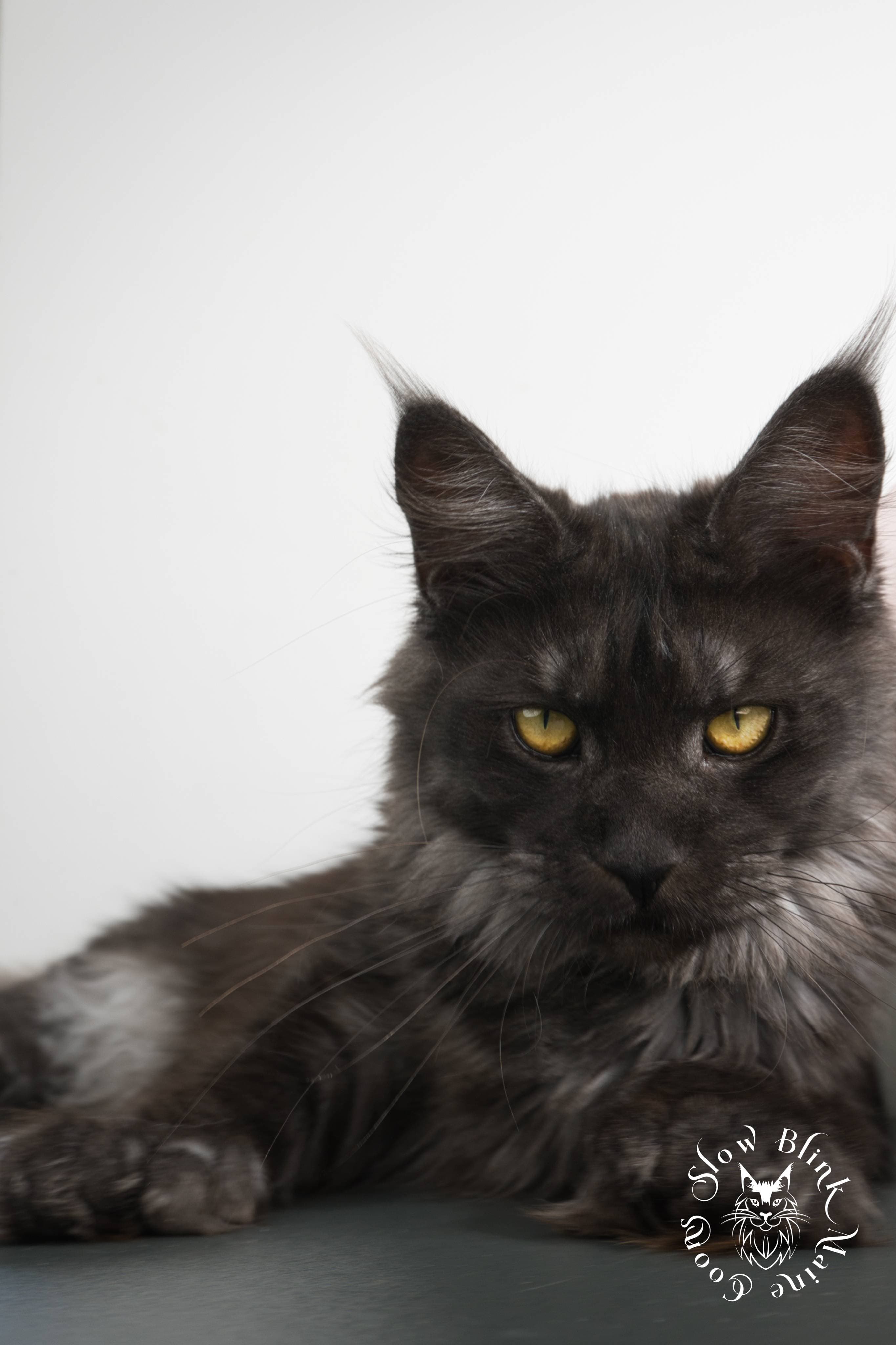 black-smoke-maine-coon--female--ems-code-ns--6-months-old--taken-2024--queen-at-slow-blink-maine-coons