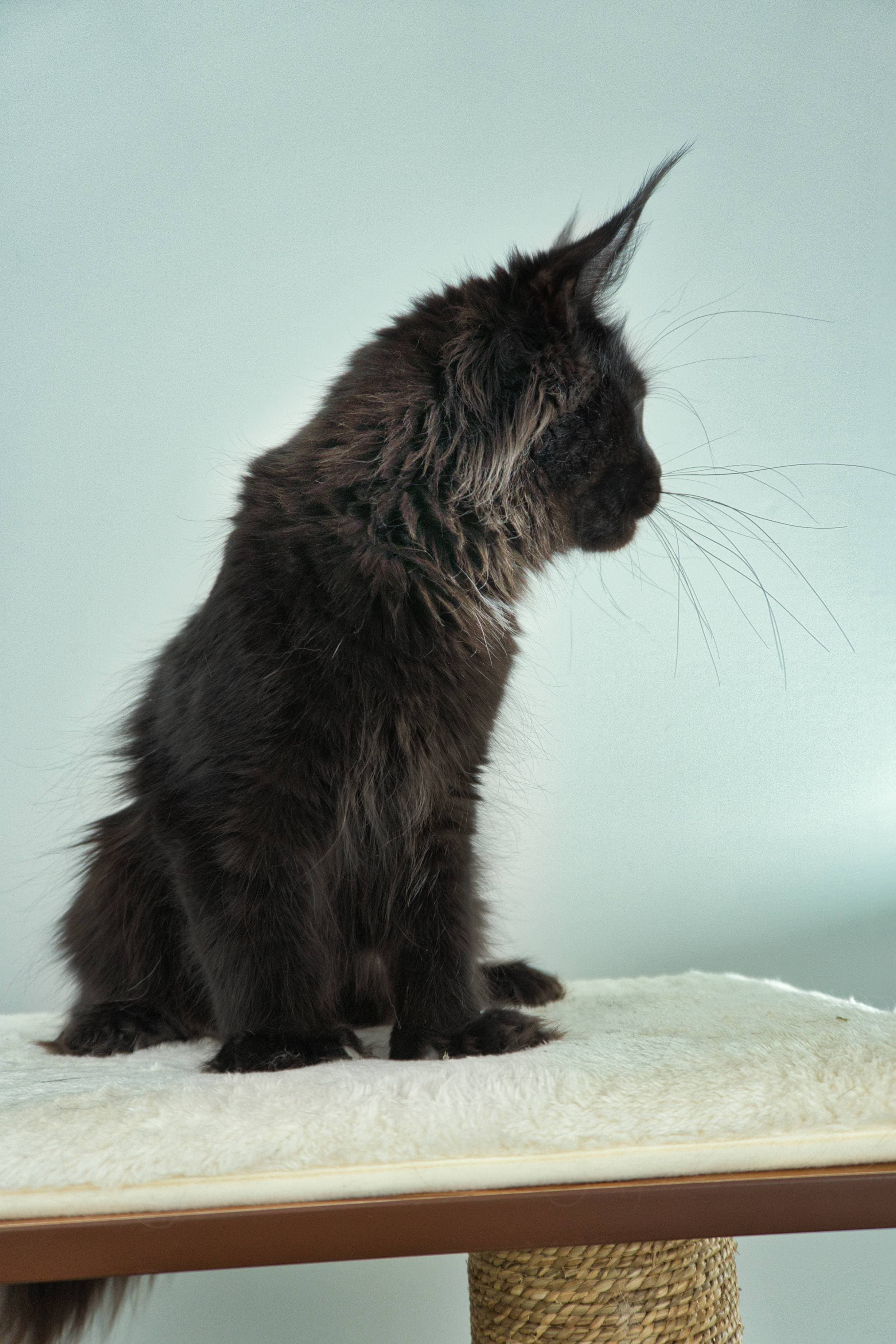 Black Solid Smoke Accent Maine Coon Cat - Queen Jaguar, Maine Coon of SlowBlink Maine Coons