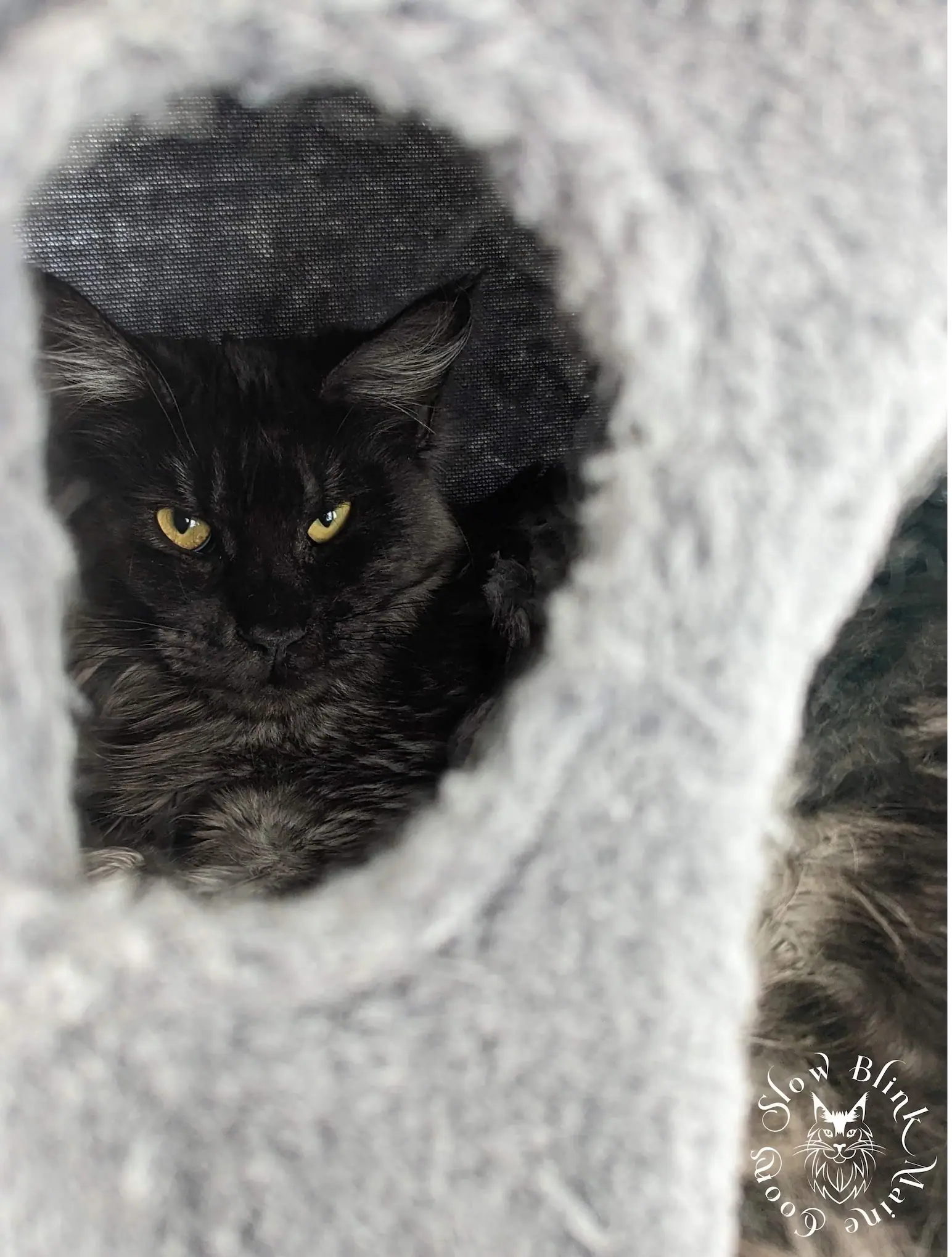 Polydactyl Black Smoke Maine Coon Cat