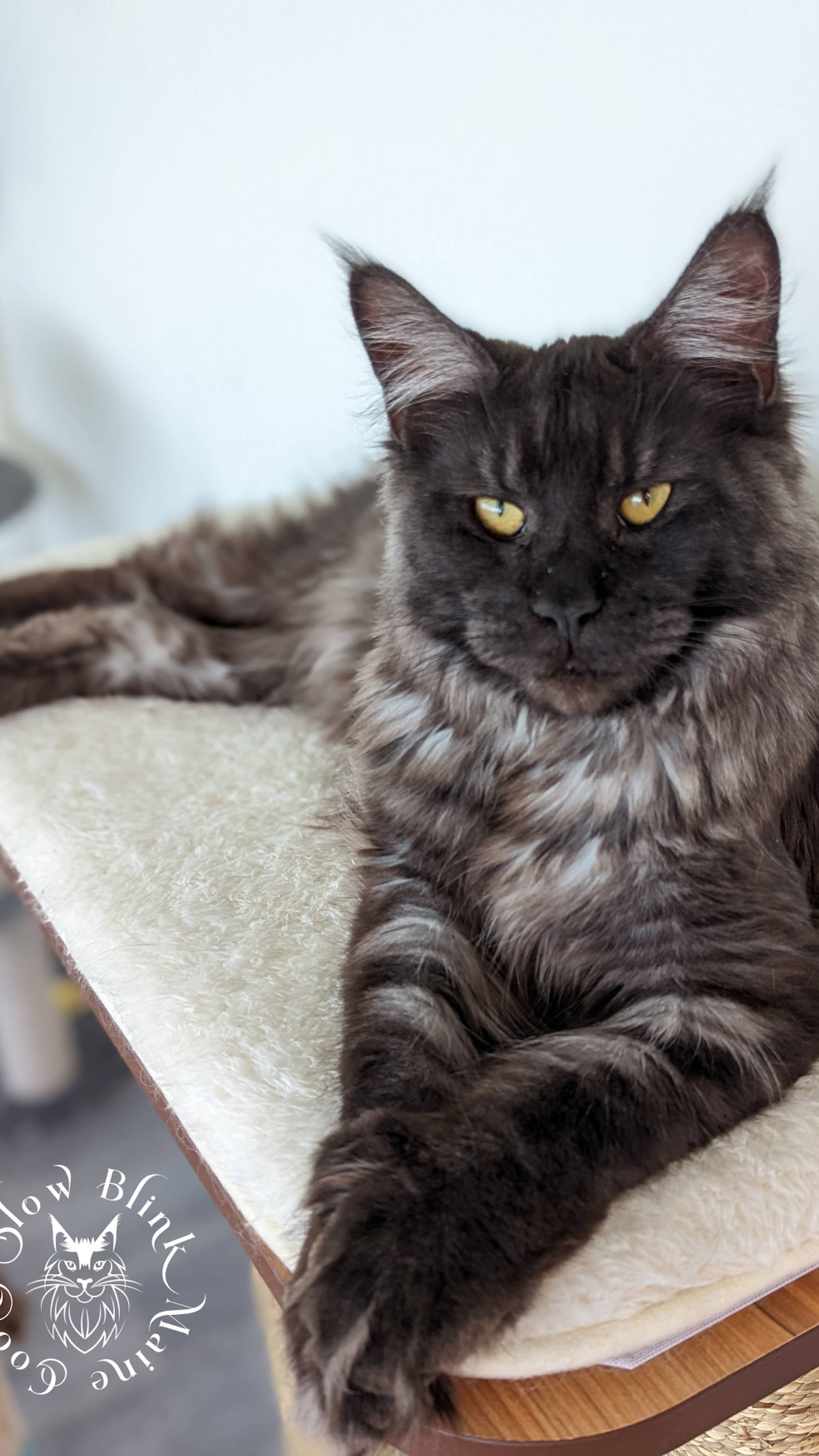 Maine Coon Cat picture for Poly Juice
