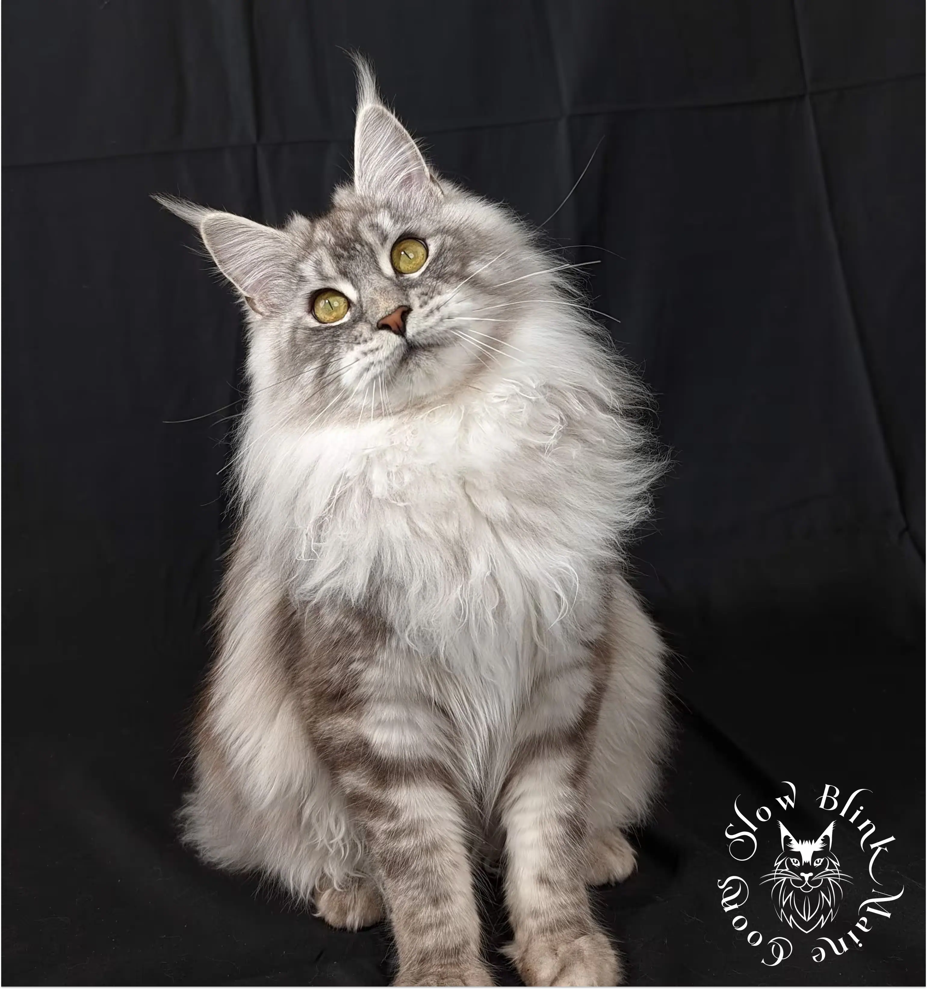 high-silver-black-marbled-tabby--female--adult--maine-coon-cat--queen-at-slow-blink-maine-coons