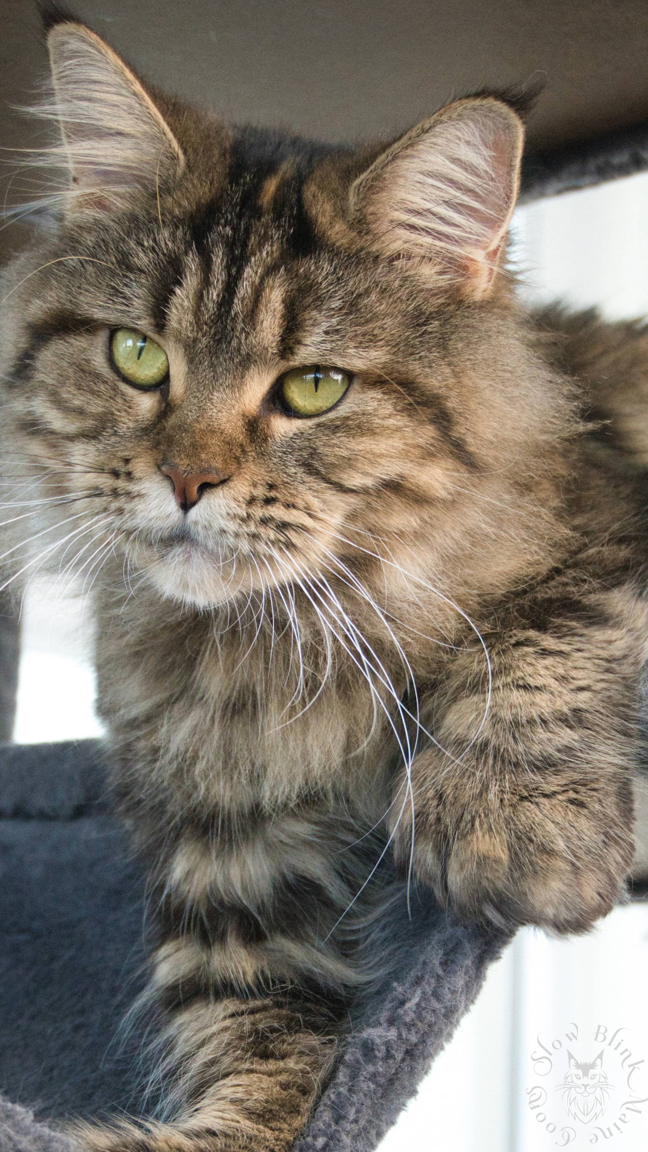 Maine Coon Cat picture for Queen Bee