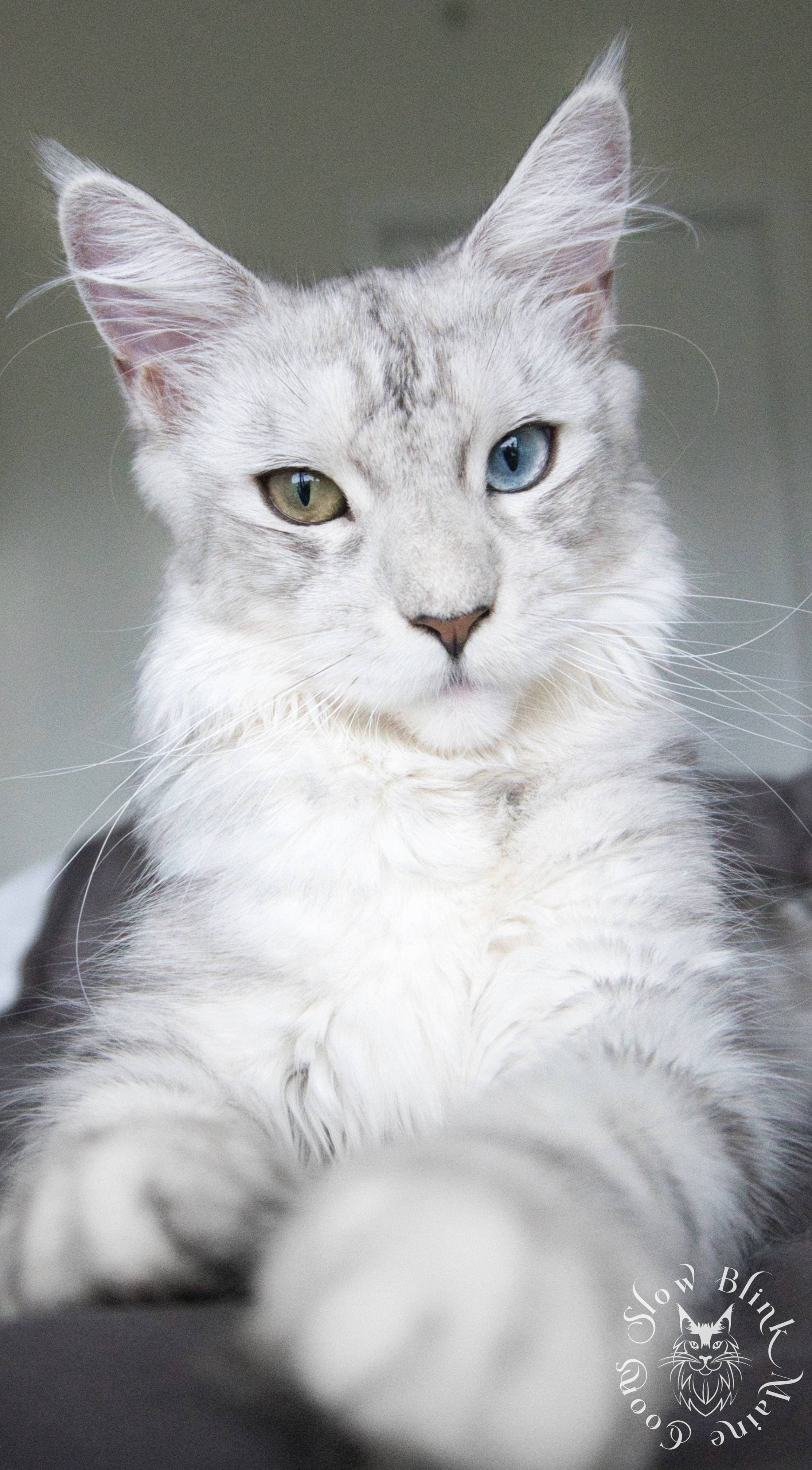 Maine Coon Cat picture for Catarina