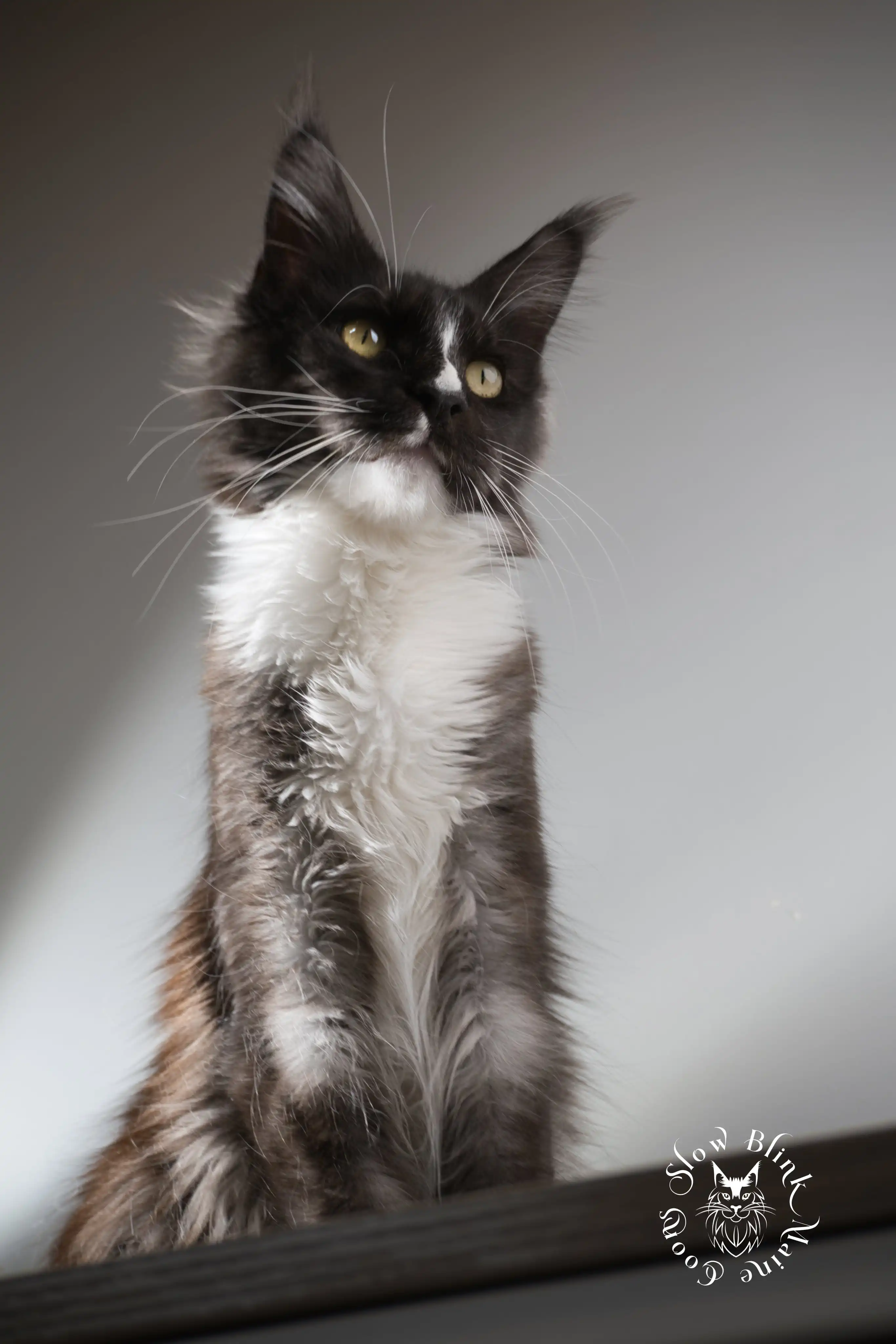 cleopatra | black smoke bicolor poly | maine coon | ems code pol93 ns 03 | 6 months old Adult Maine Coon Cat from SlowBlinkMaineCoons > cleopatra | black smoke bicolor poly | maine coon | ems code pol93 ns 03 | 6 months old | 1