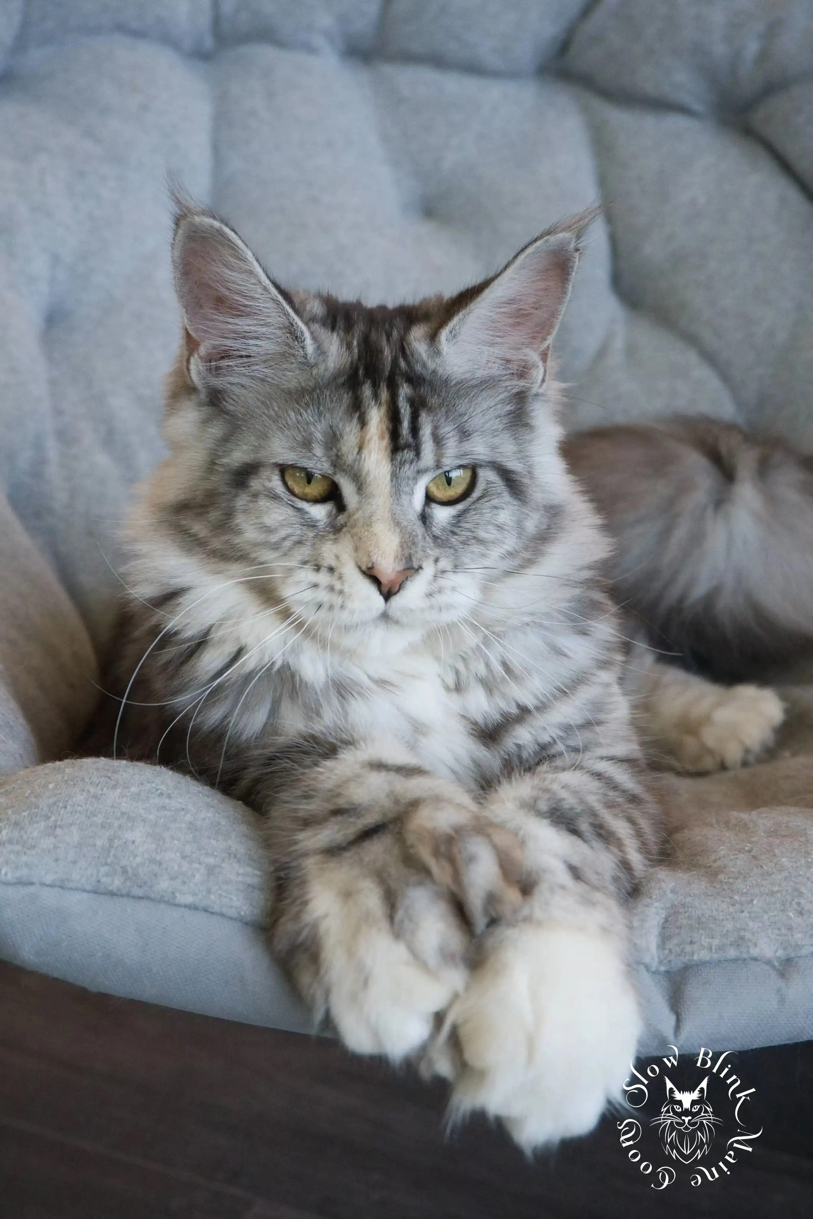 ems code fs 25 | poly paws | split face | maine coon cat | aphrodite | 1 year old Adult Maine Coon Cat from SlowBlinkMaineCoons > ems code fs 25 | poly paws | split face | maine coon cat | aphrodite | 1 year old | maine coon queen at slowblink maine coons 2
