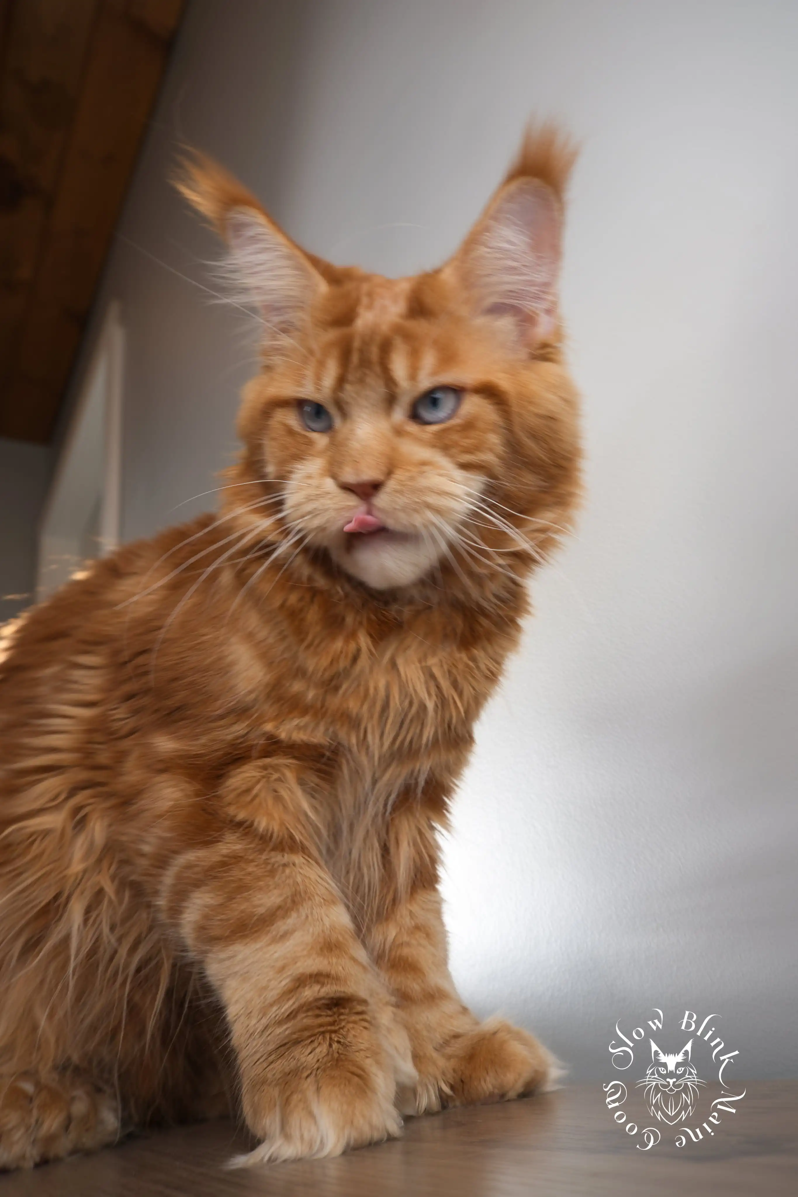 wizard | male | high silver | silver shaded | maine coon | light blue tabby | ems code as 21 | 6 months old Adult Maine Coon Cat from SlowBlinkMaineCoons > wizard | male | high silver | silver shaded | maine coon | light blue tabby | ems code as 21 | 6 months old | 1