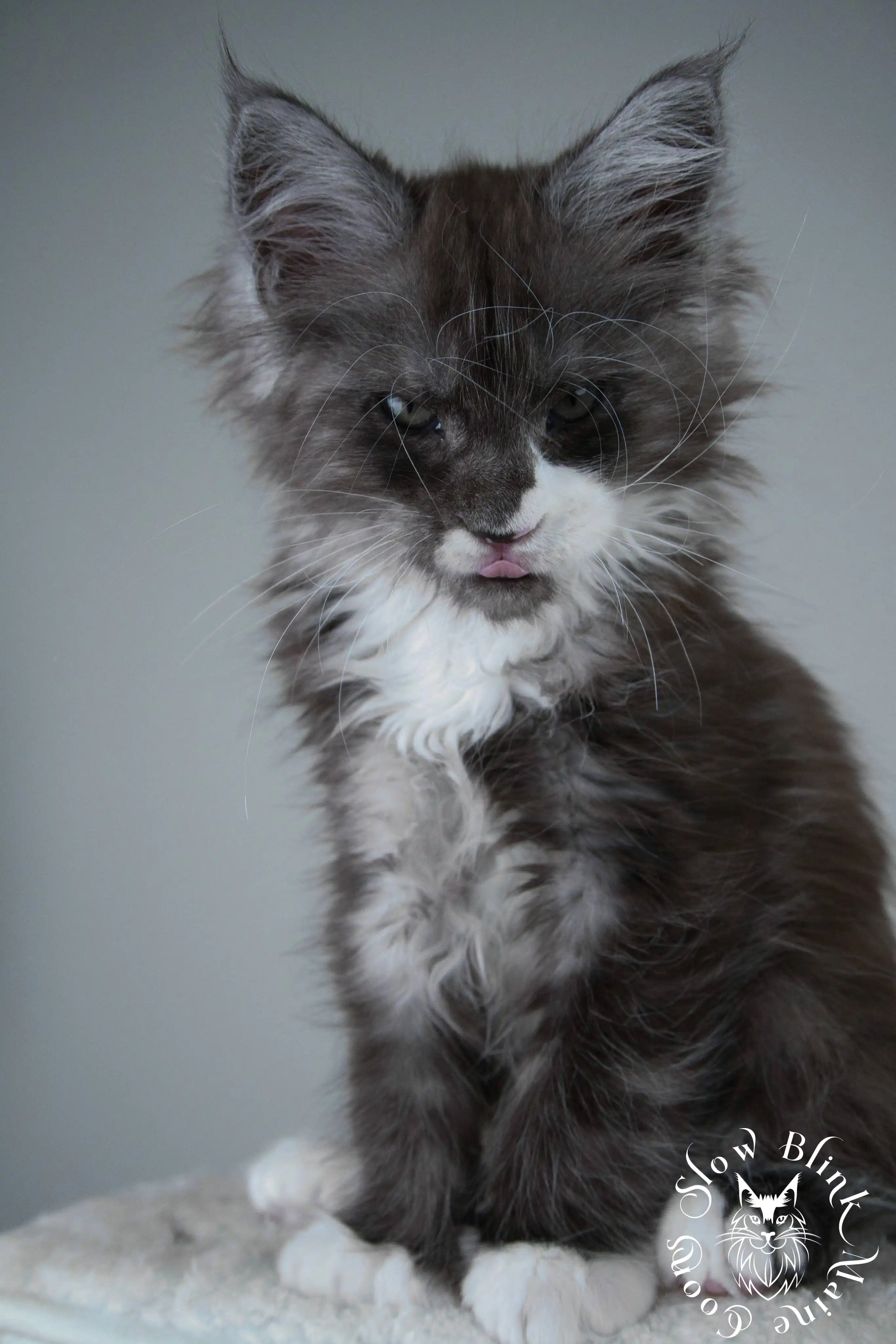Bicolor Maine Coon Kittens > bicolor maine coon kitten | slowblinkmainecoons | ems code ns as 03 09 | 02 | 01