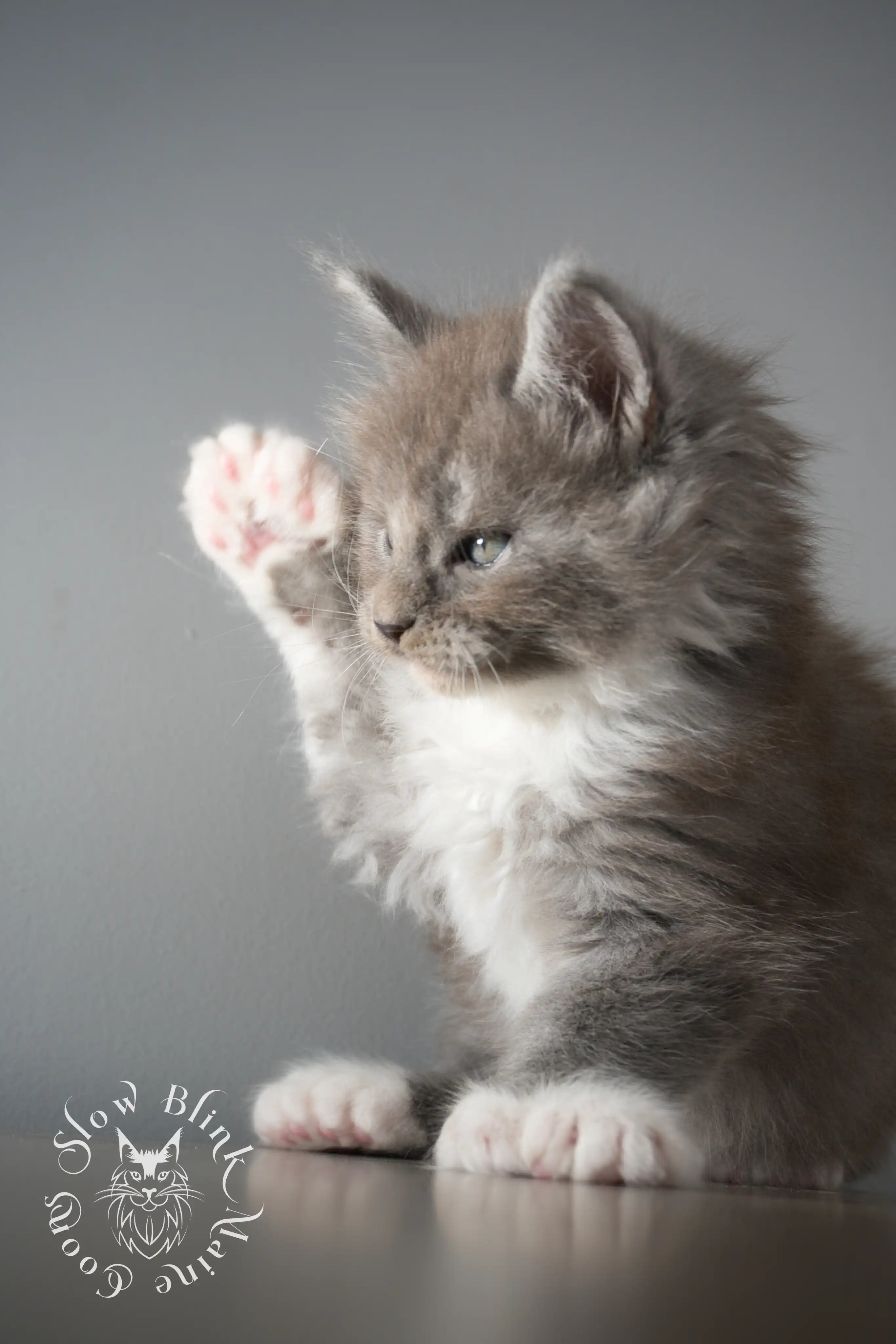 Bicolor Maine Coon Kittens > bicolor maine coon kitten | slowblinkmainecoons | ems code ns as 03 09 | 02 | 04 | 137