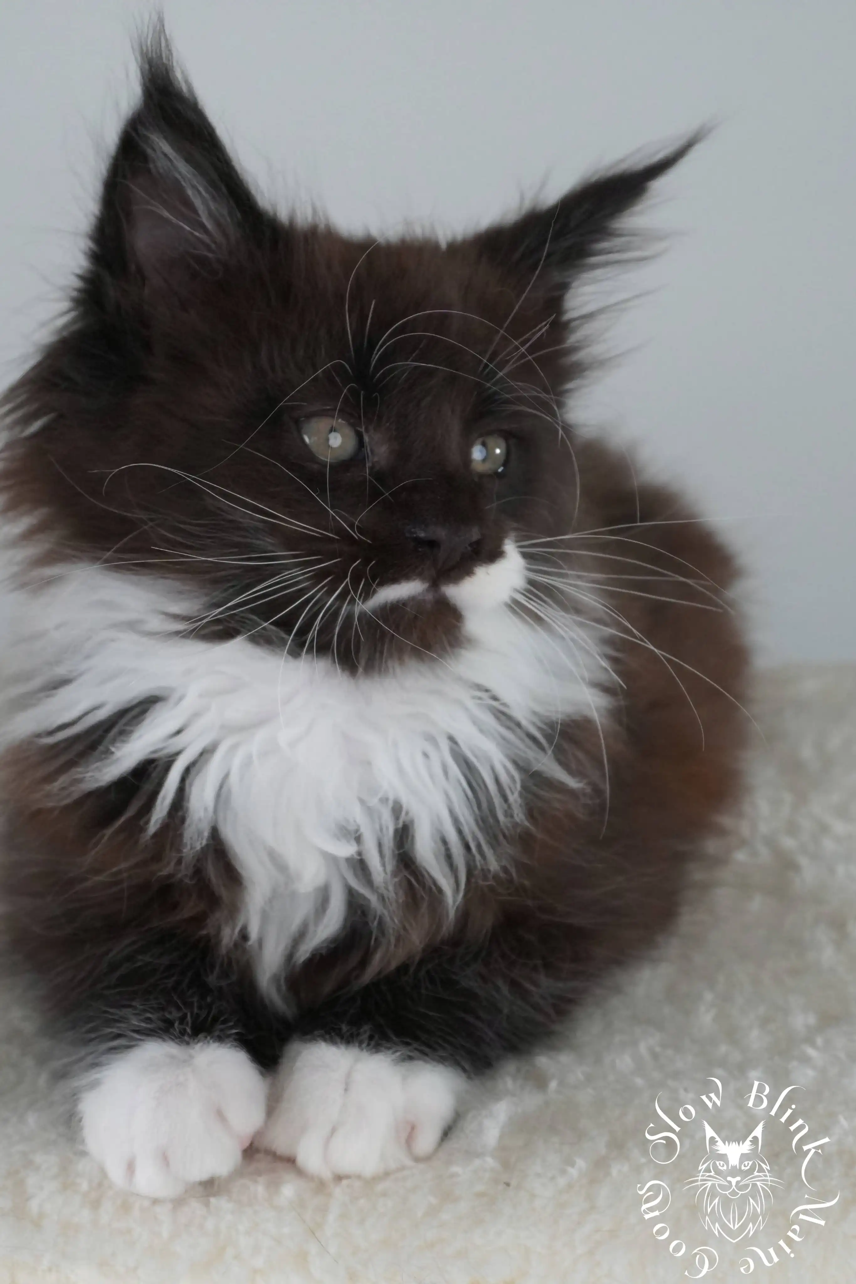 Bicolor Maine Coon Kittens > bicolor maine coon kitten | slowblinkmainecoons | ems code ns as 03 09 | 02 | 08