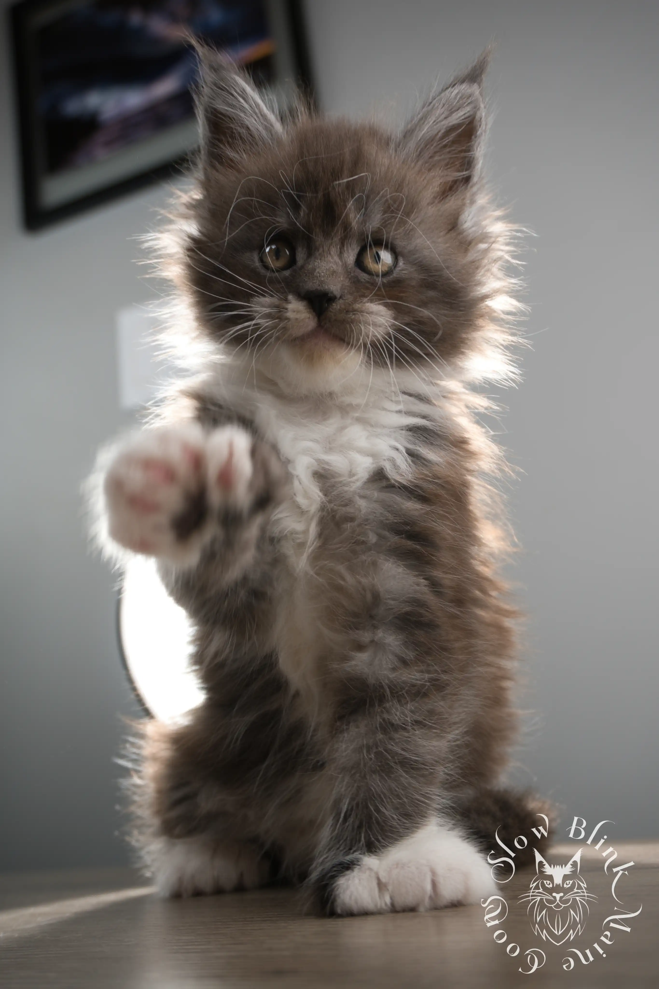 Bicolor Maine Coon Kittens > bicolor maine coon kitten | slowblinkmainecoons | ems code ns as 03 09 | 02 | 104