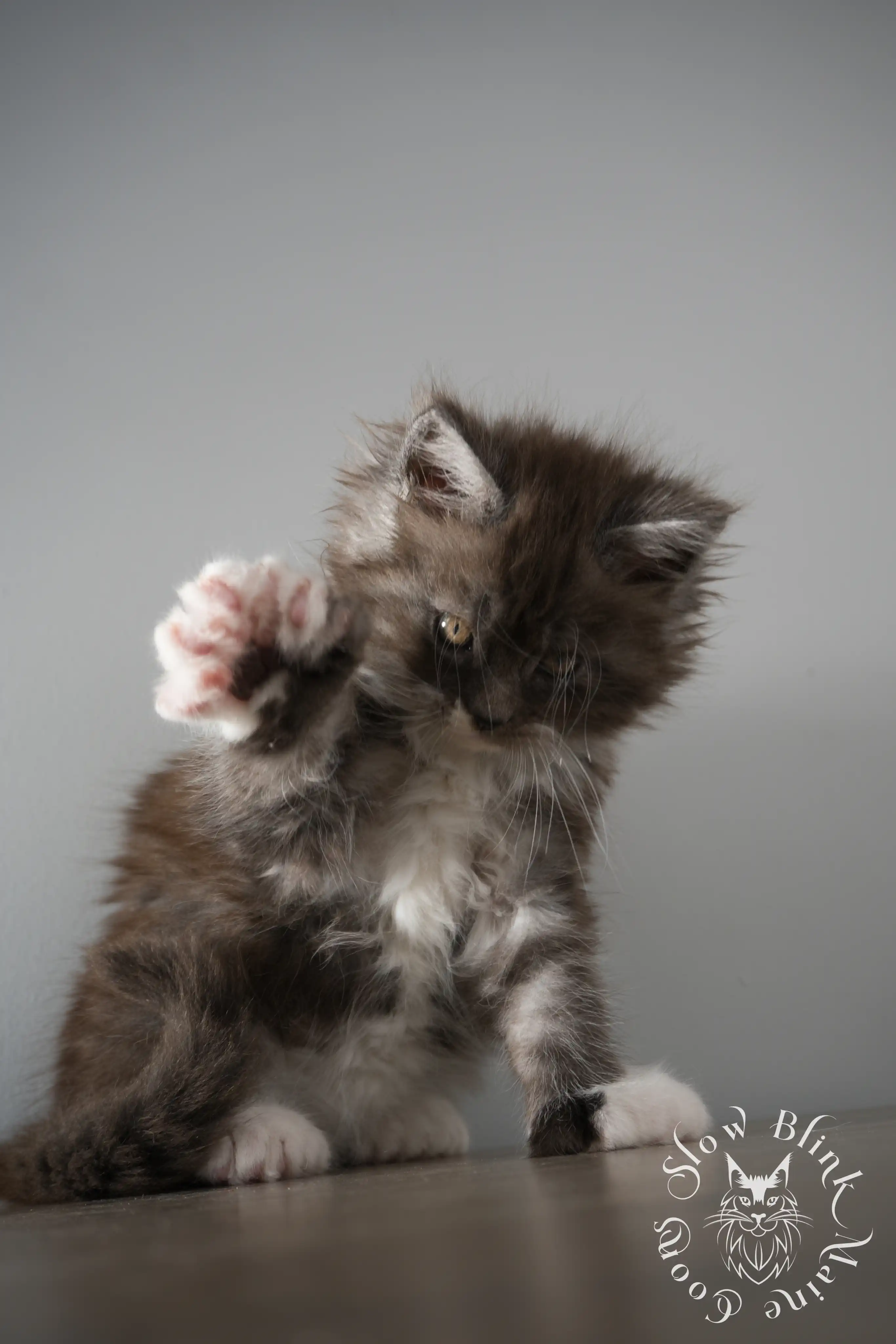Bicolor Maine Coon Kittens > bicolor maine coon kitten | slowblinkmainecoons | ems code ns as 03 09 | 02 | 108