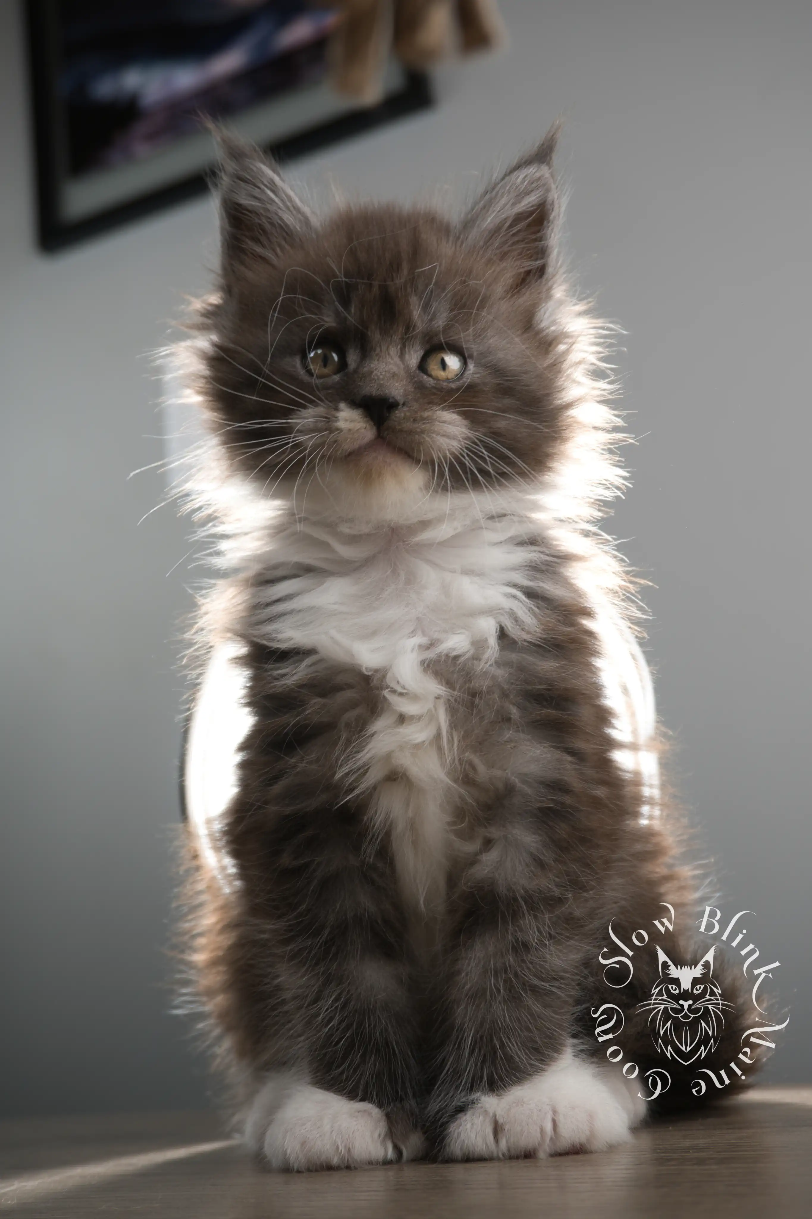 Bicolor Maine Coon Kittens > bicolor maine coon kitten | slowblinkmainecoons | ems code ns as 03 09 | 02 | 109
