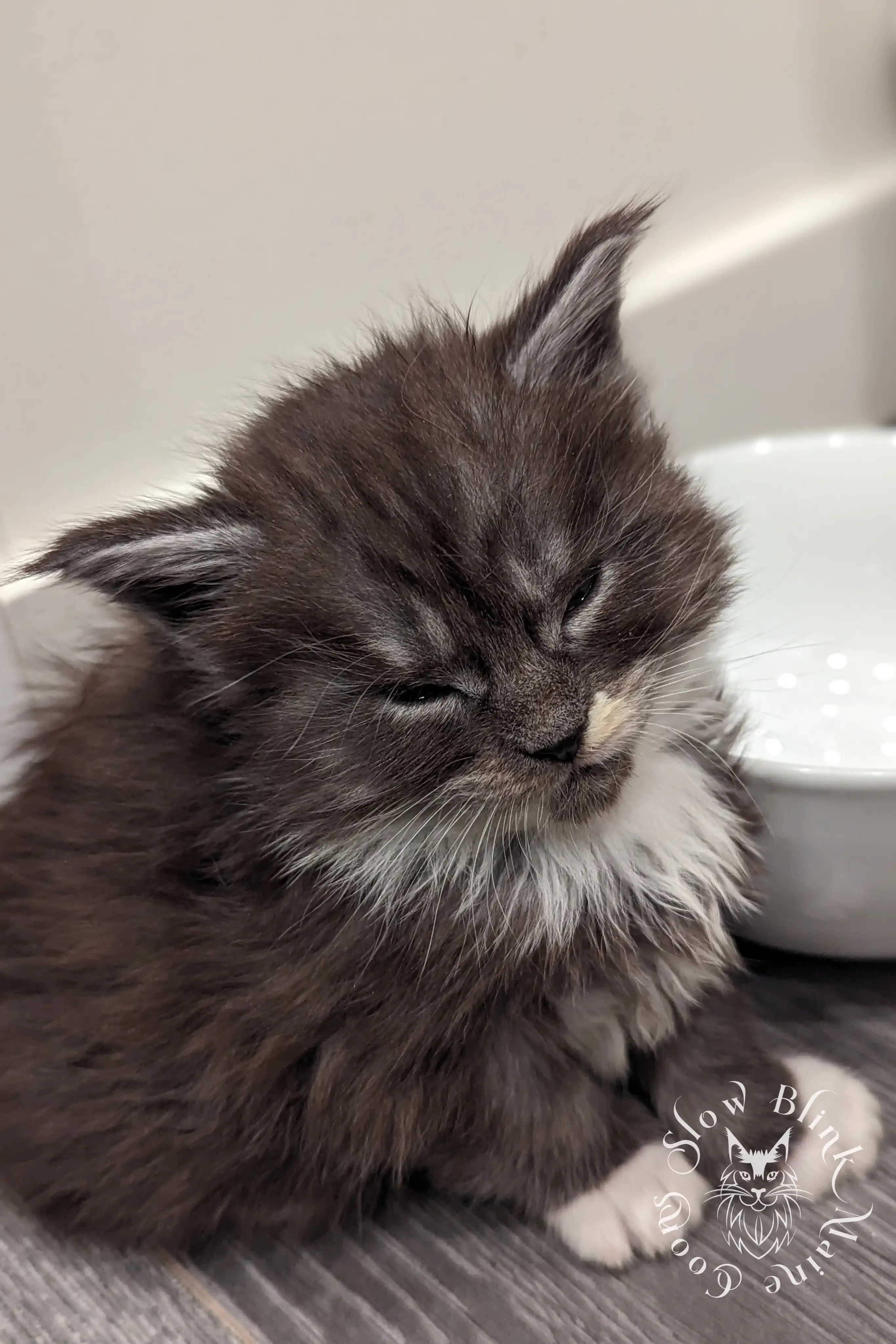 Bicolor Maine Coon Kittens > bicolor maine coon kitten | slowblinkmainecoons | ems code ns as 03 09 | 02 | 111