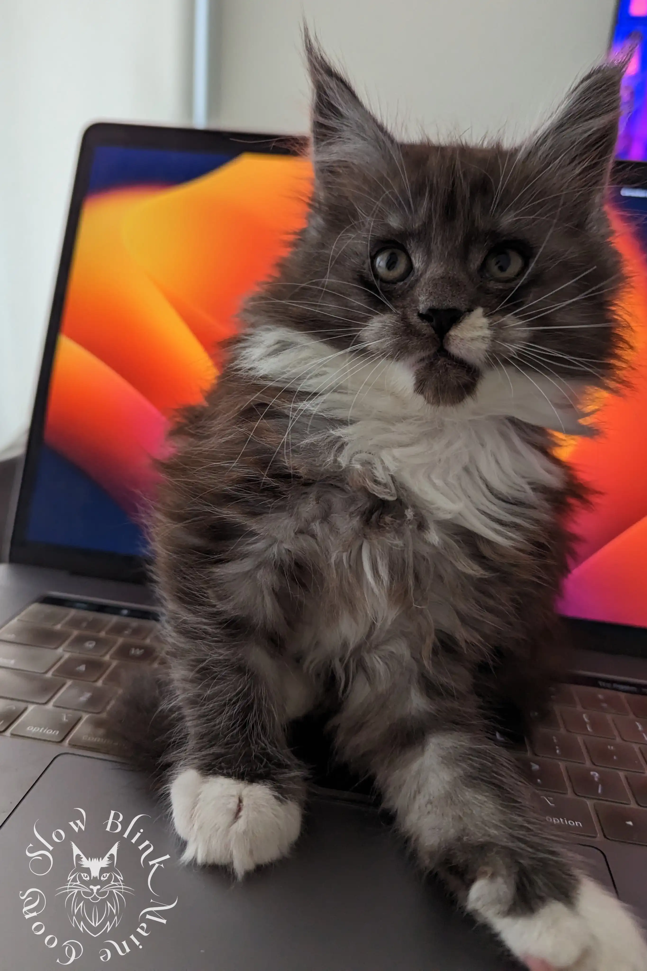 Bicolor Maine Coon Kittens > bicolor maine coon kitten | slowblinkmainecoons | ems code ns as 03 09 | 02 | 113