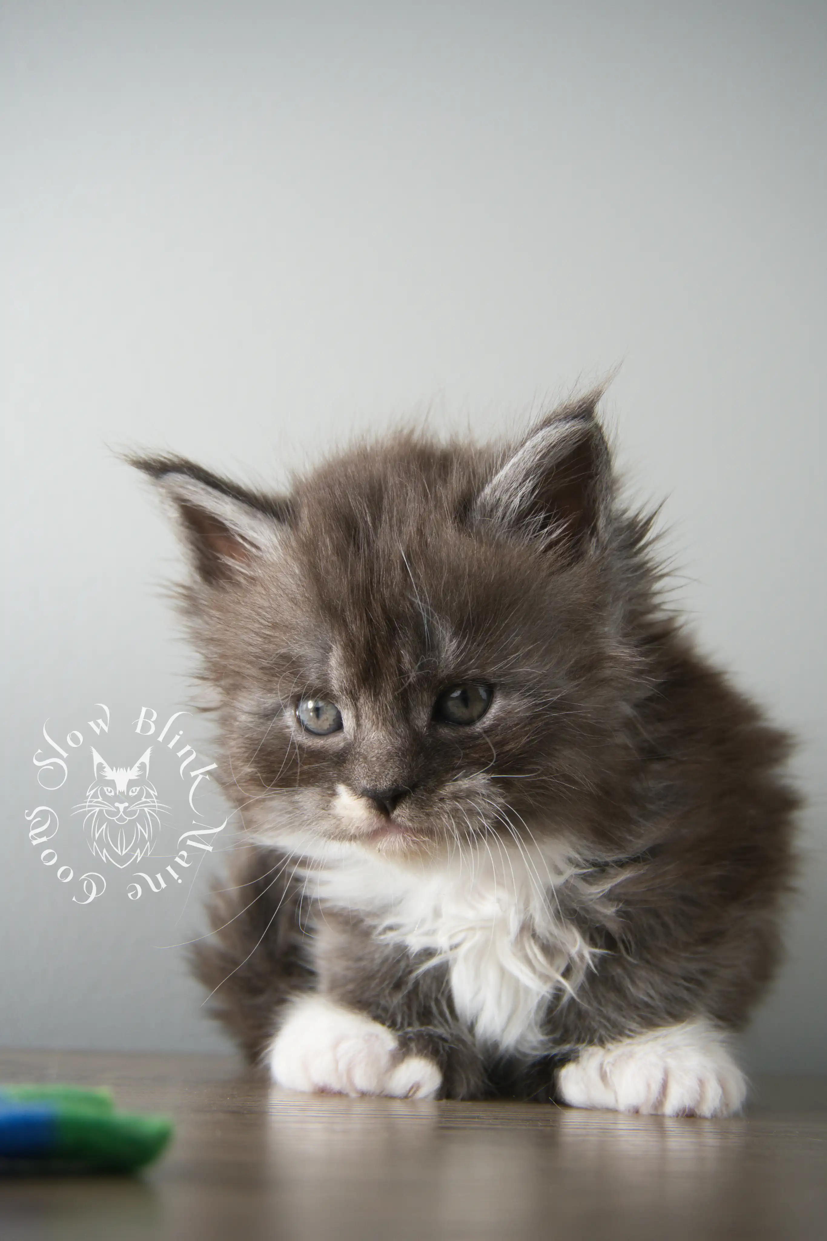 Bicolor Maine Coon Kittens > bicolor maine coon kitten | slowblinkmainecoons | ems code ns as 03 09 | 02 | 119