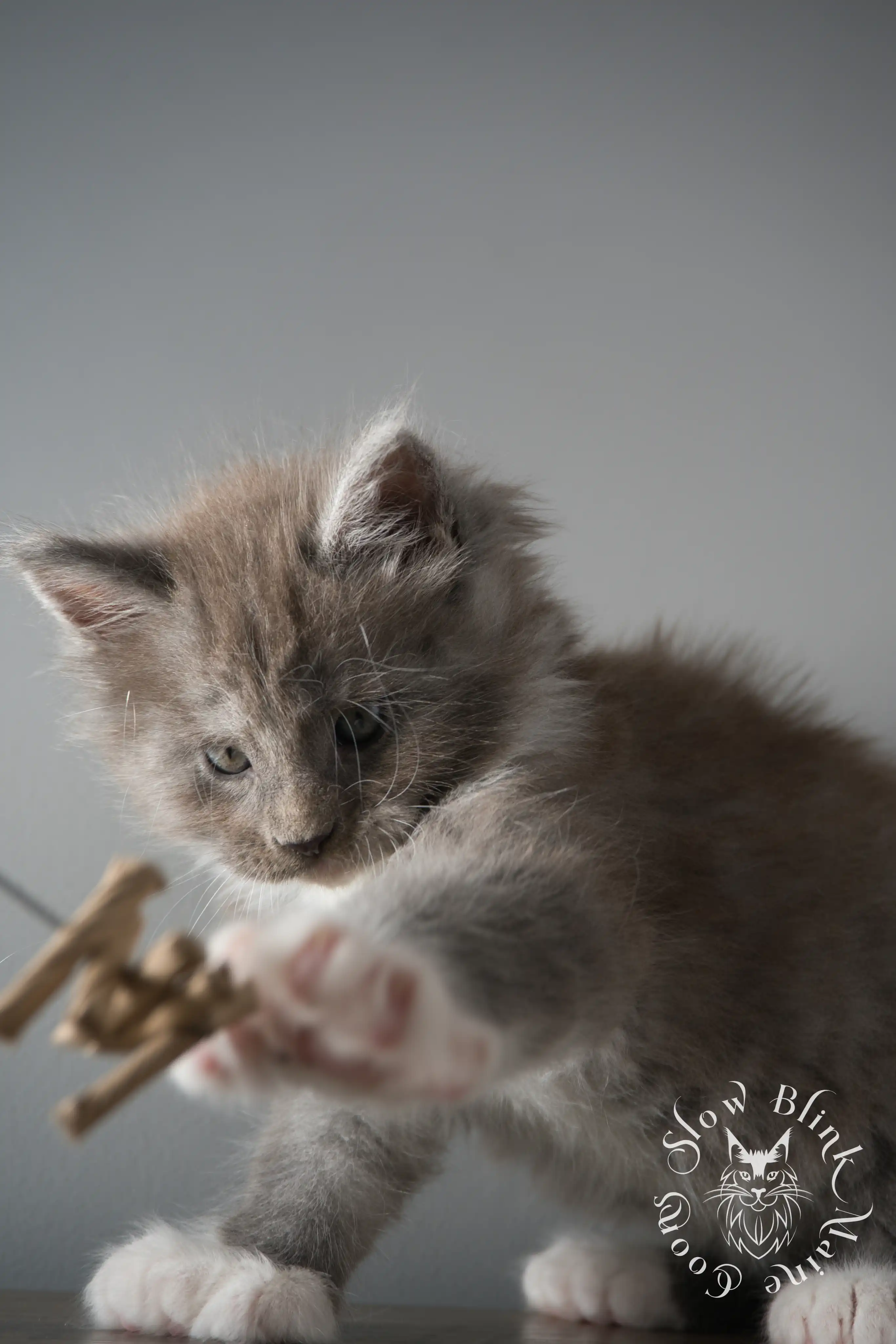 Bicolor Maine Coon Kittens > bicolor maine coon kitten | slowblinkmainecoons | ems code ns as 03 09 | 02 | 138