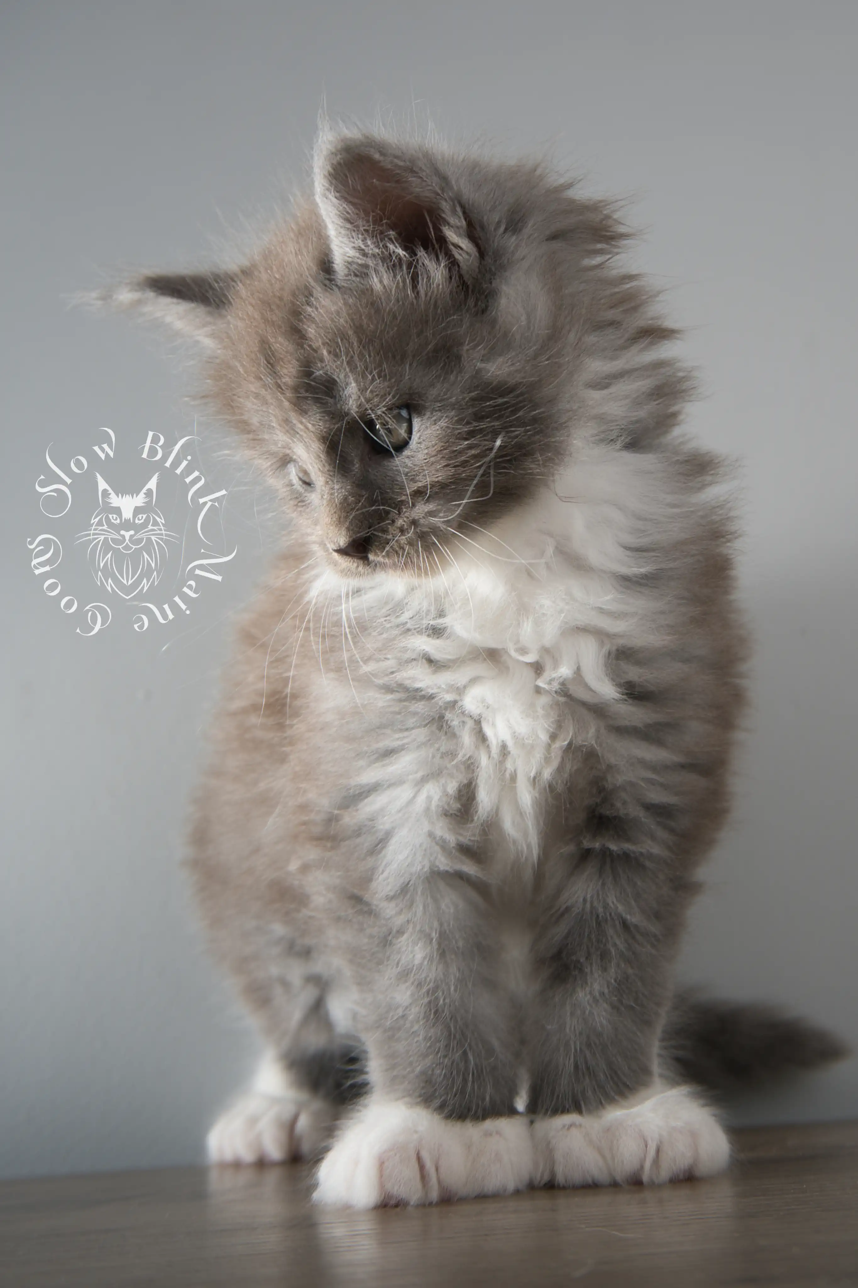 Bicolor Maine Coon Kittens > bicolor maine coon kitten | slowblinkmainecoons | ems code ns as 03 09 | 02 | 141