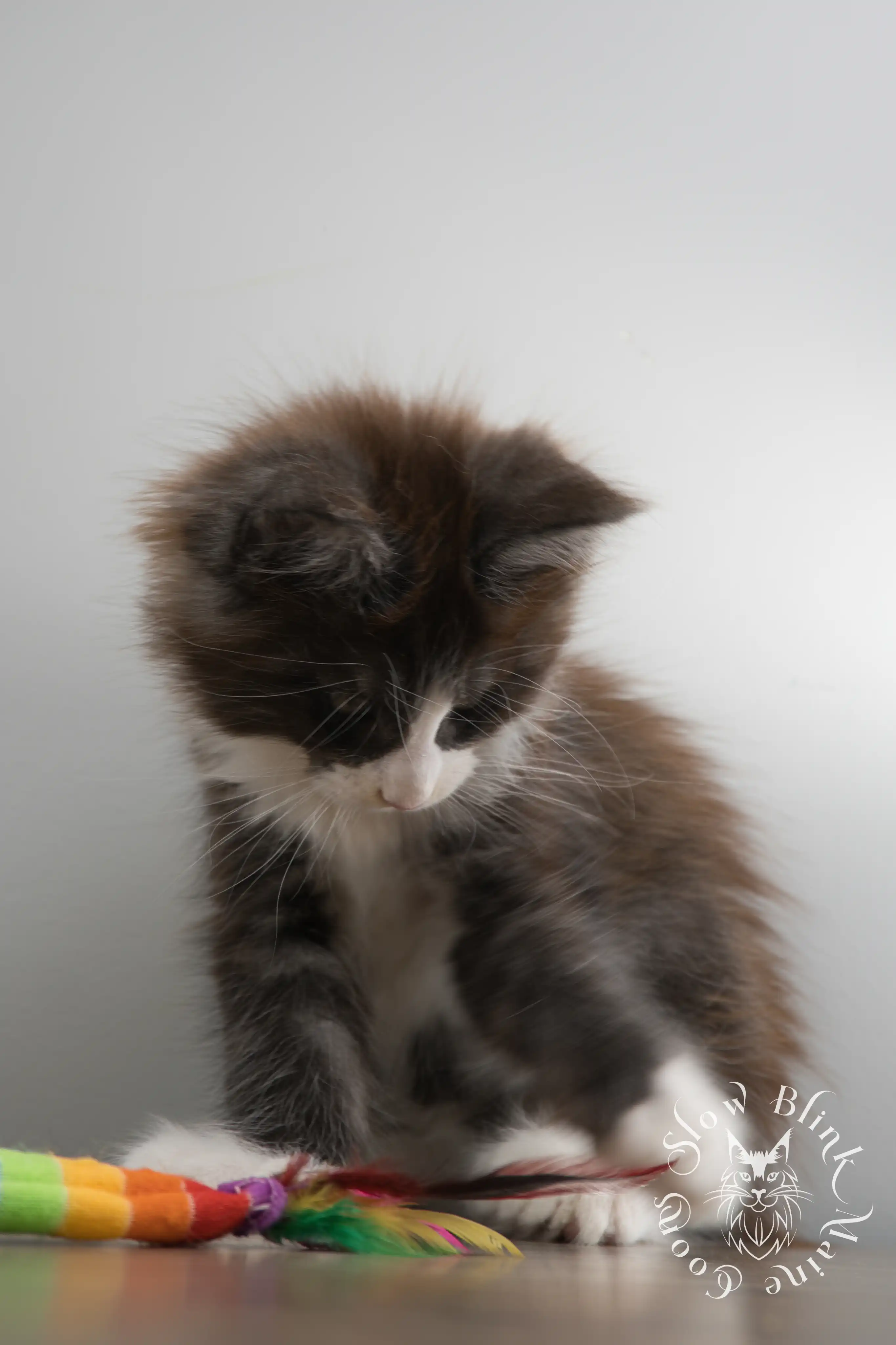 Bicolor Maine Coon Kittens > bicolor maine coon kitten | slowblinkmainecoons | ems code ns as 03 09 | 02 | 142