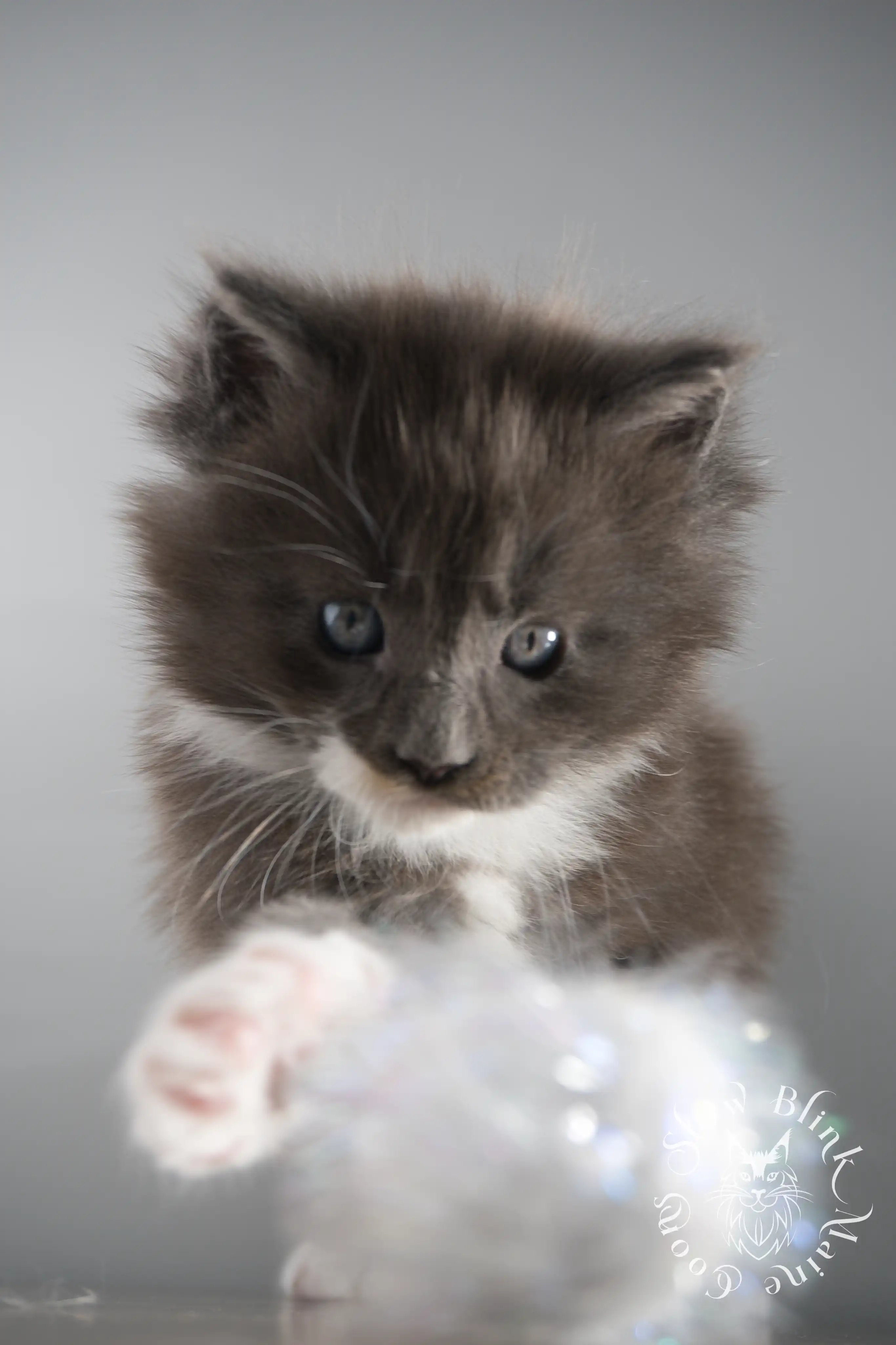 Bicolor Maine Coon Kittens > bicolor maine coon kitten | slowblinkmainecoons | ems code ns as 03 09 | 02 | 156