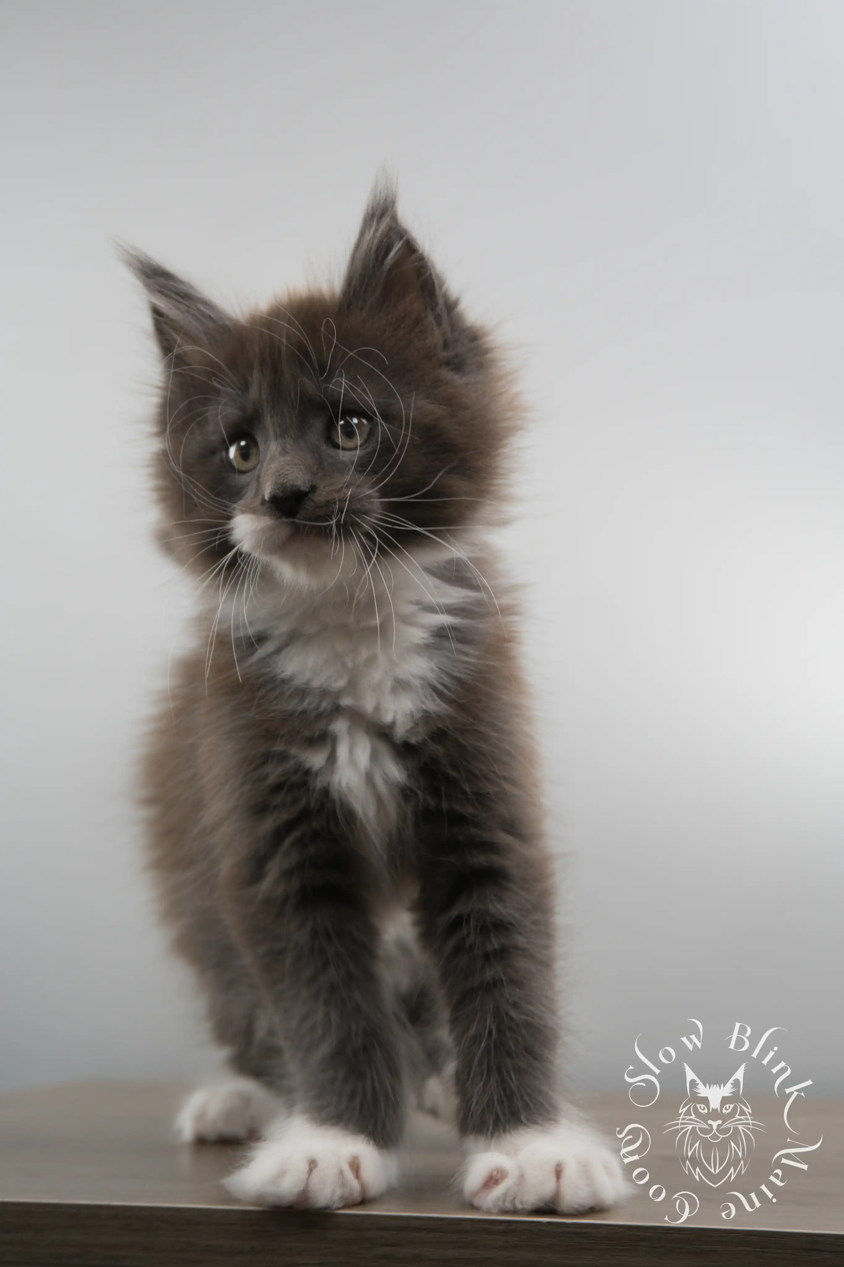 Bicolor Maine Coon Kittens > bicolor maine coon kitten | slowblinkmainecoons | ems code ns as 03 09 | 02 | 157