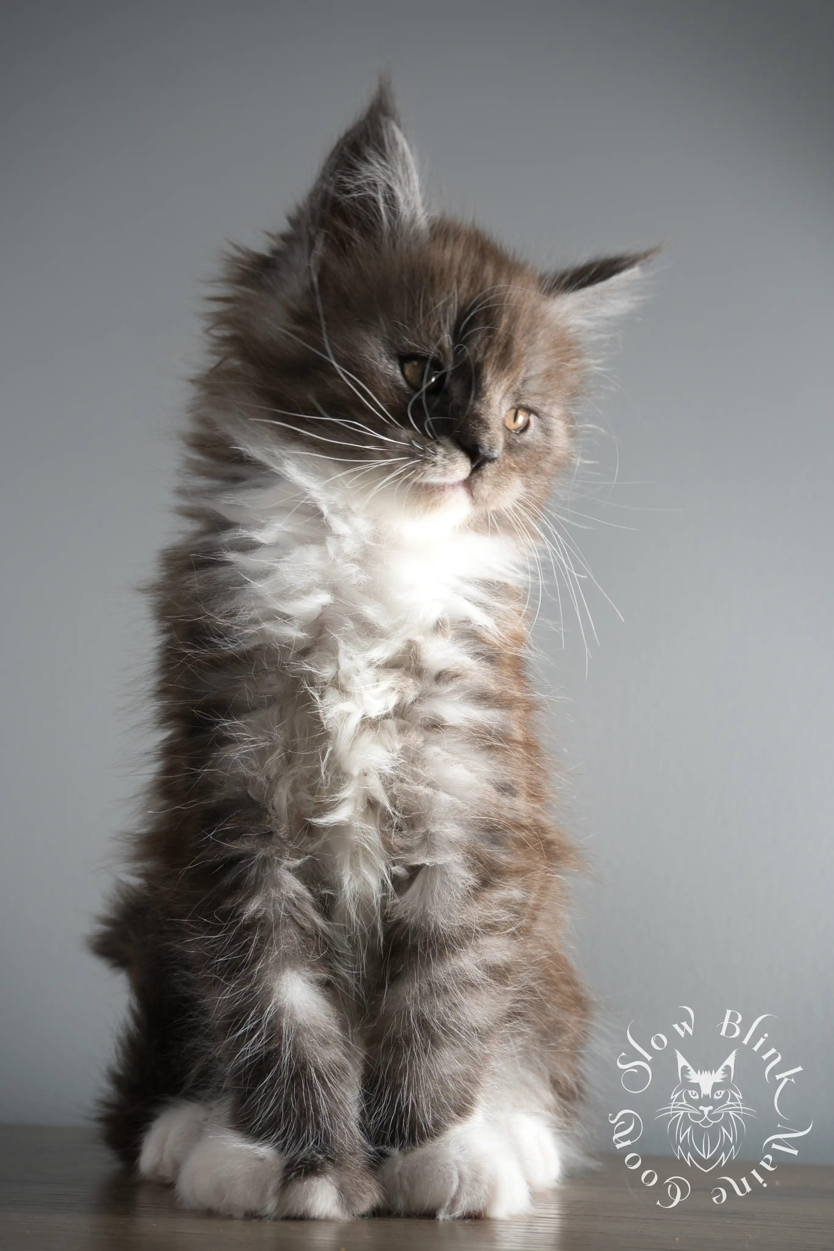 Bicolor Maine Coon Kittens > bicolor maine coon kitten | slowblinkmainecoons | ems code ns as 03 09 | 02 | 170