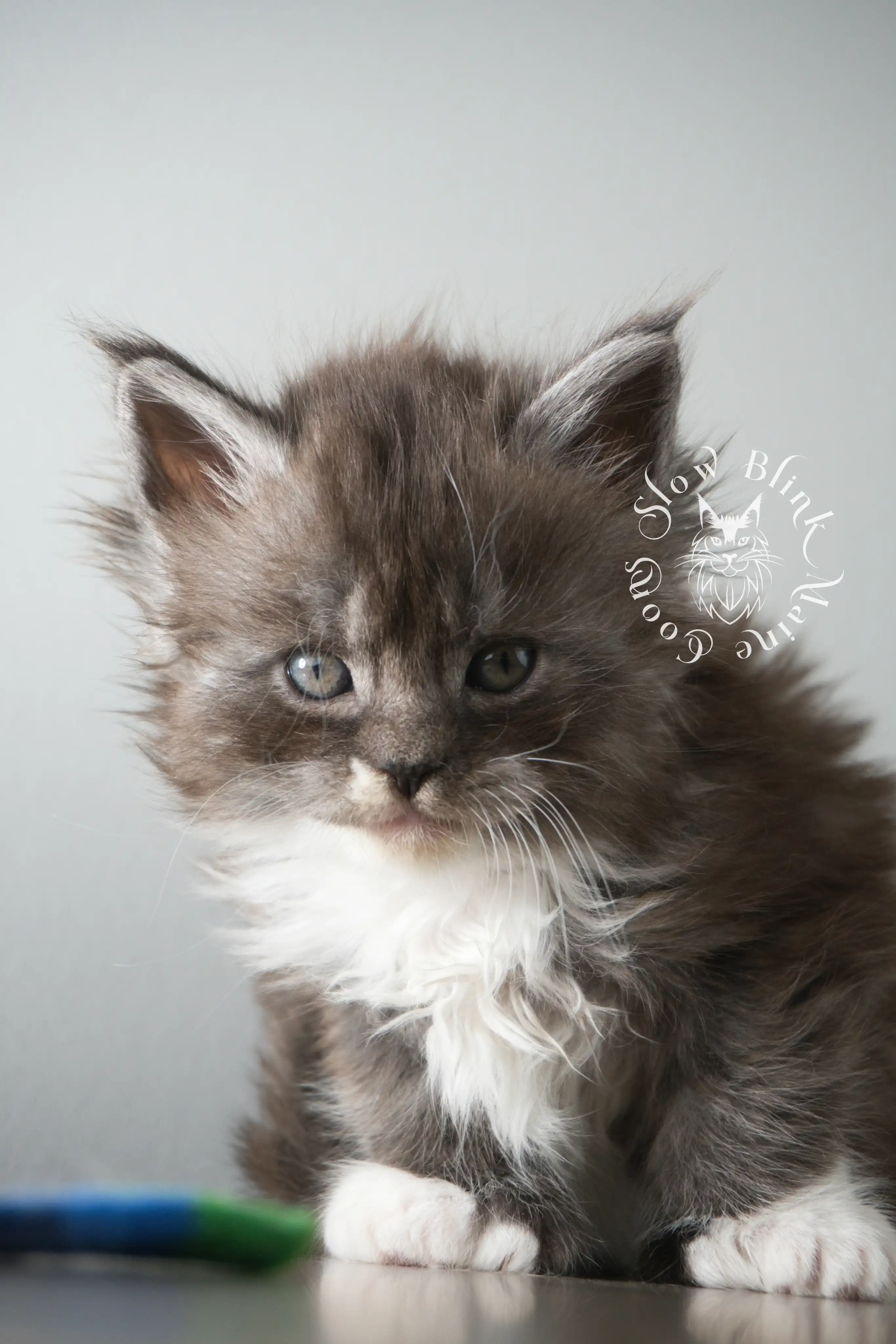 Bicolor Maine Coon Kittens > bicolor maine coon kitten | slowblinkmainecoons | ems code ns as 03 09 | 02 | 902 | 121