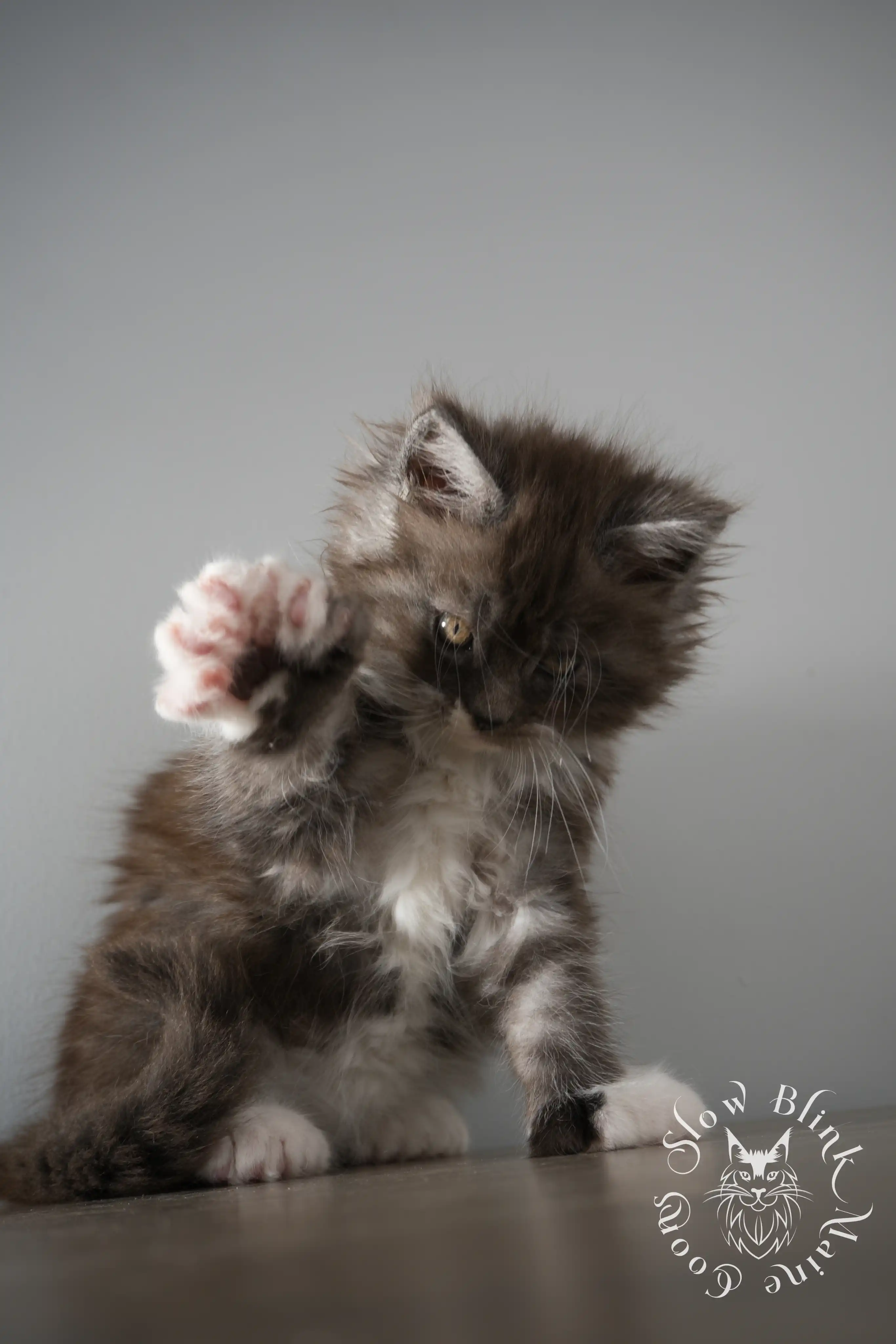 Bicolor Maine Coon Kittens > bicolor maine coon kitten | slowblinkmainecoons | ems code ns as 03 09 | 02 | 905 | 162