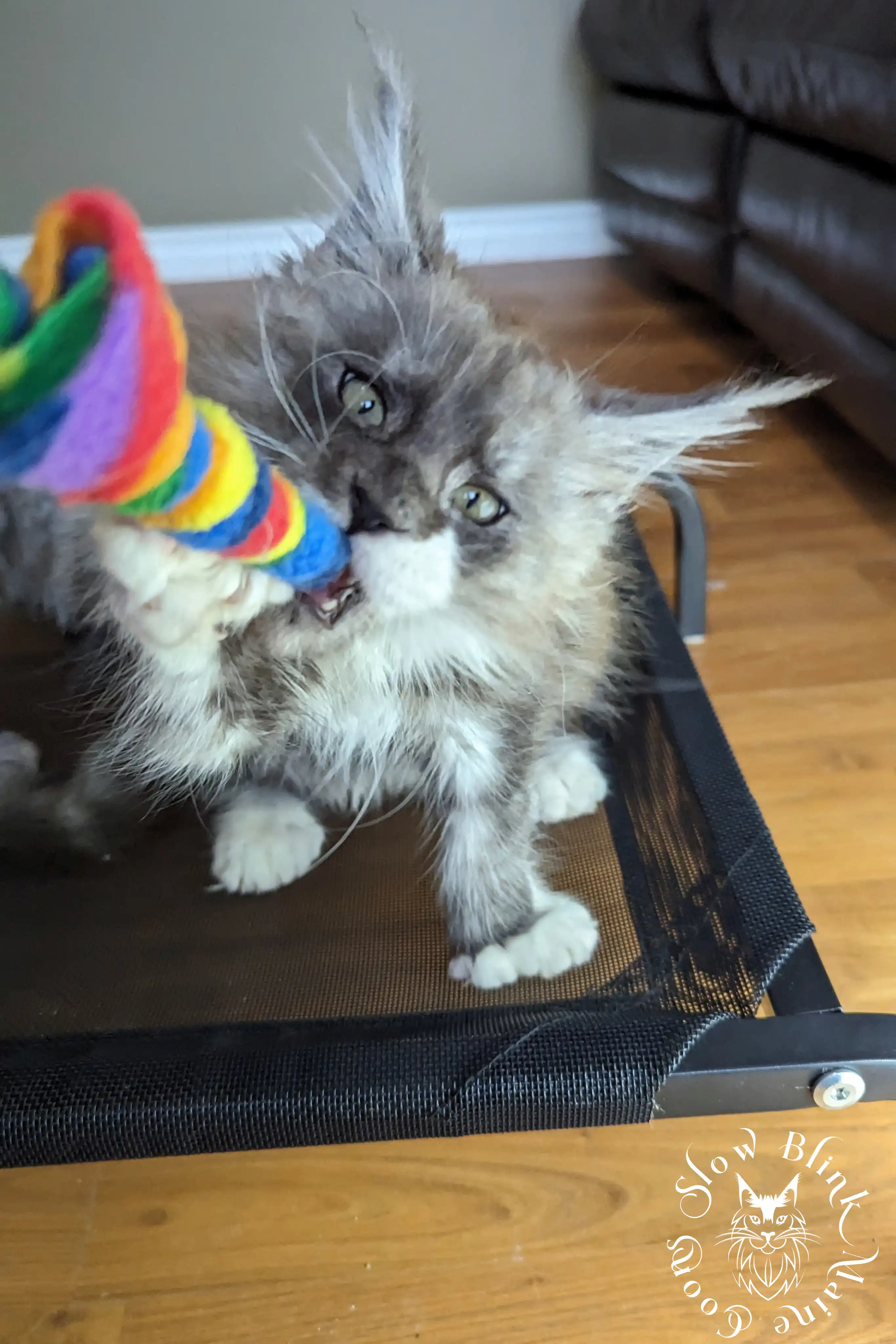 Bicolor Maine Coon Kittens > bicolor maine coon kitten | slowblinkmainecoons | ems code ns as 03 09 | 966