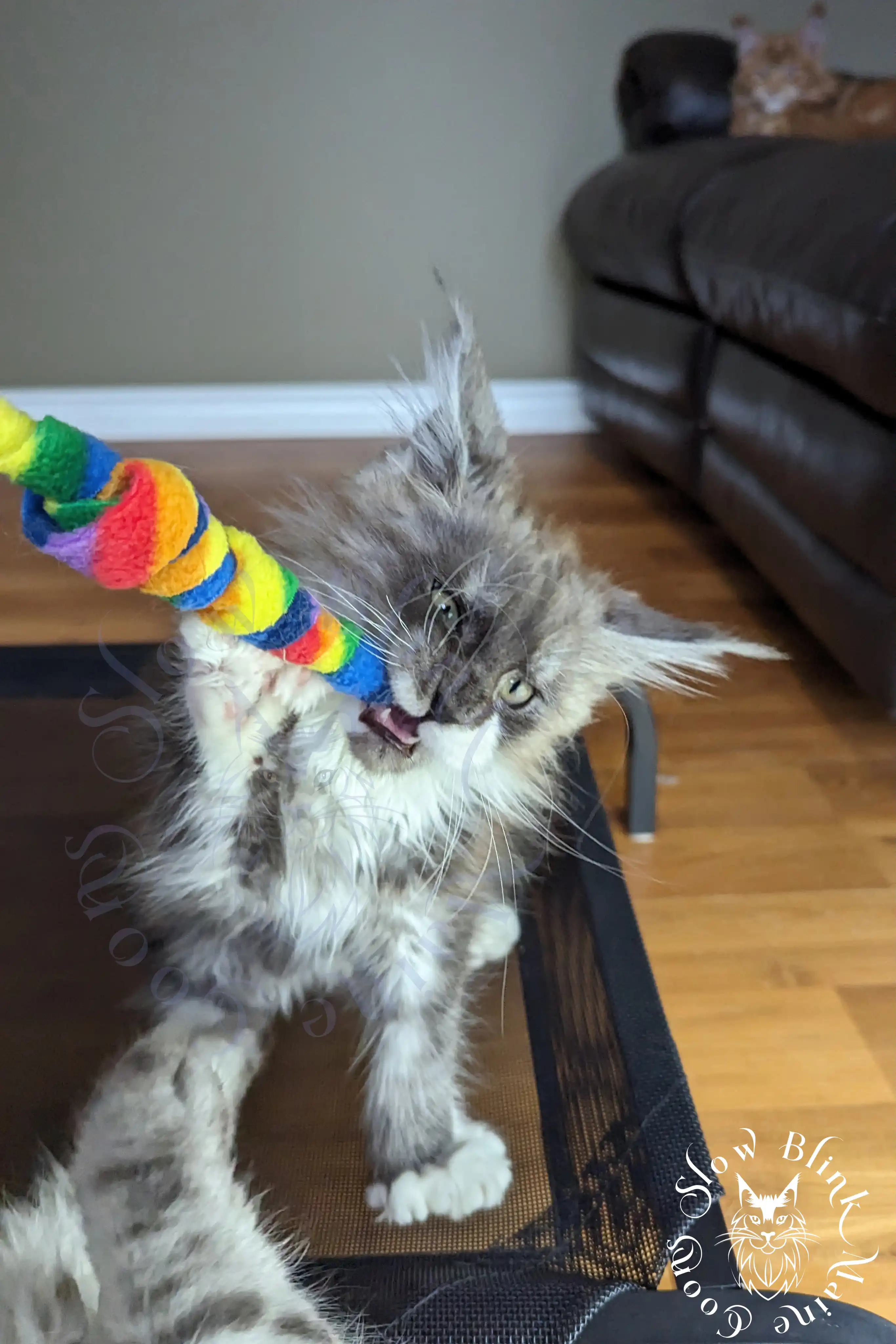 Bicolor Maine Coon Kittens > bicolor maine coon kitten | slowblinkmainecoons | ems code ns as 03 09 | 967