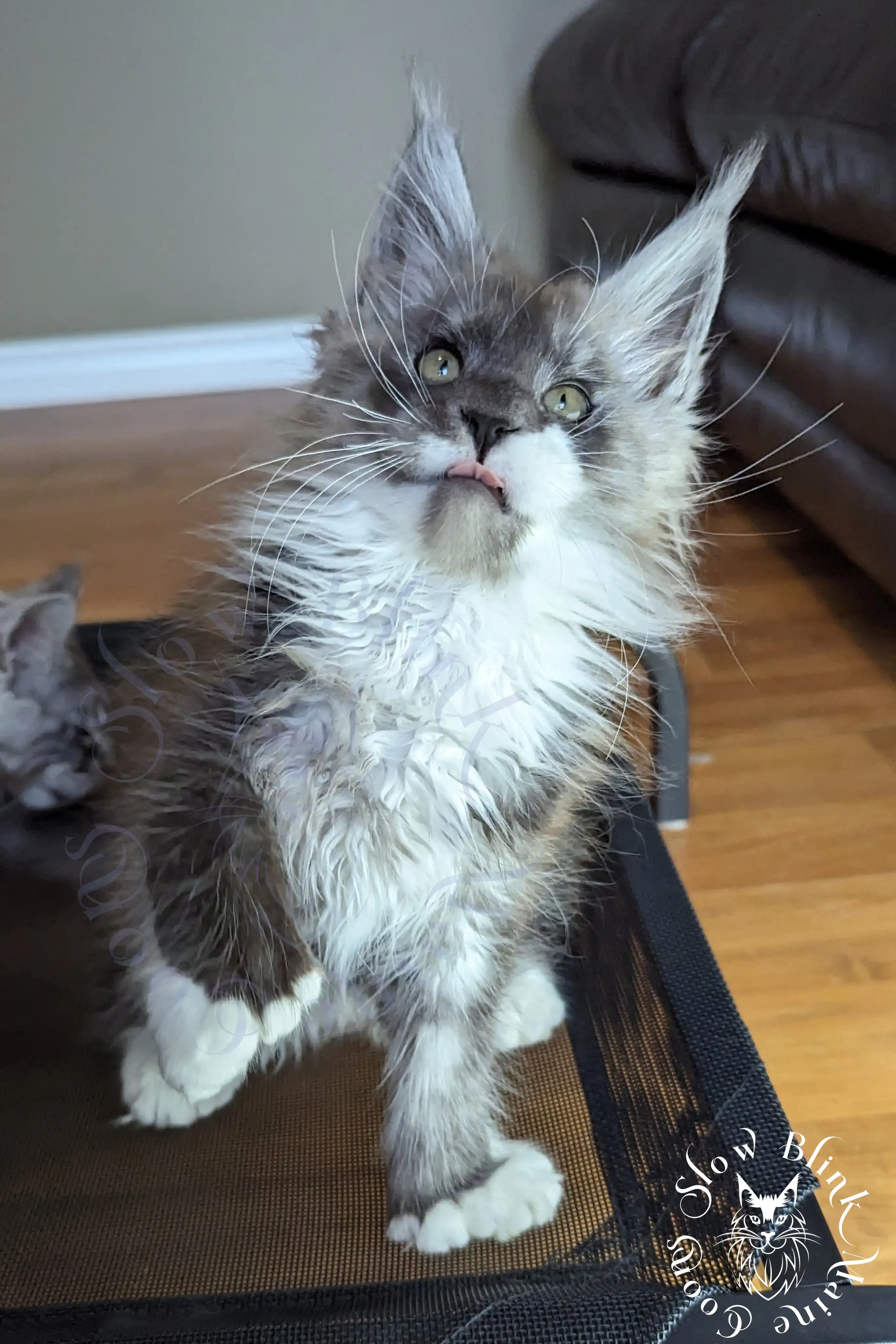 Bicolor Maine Coon Kittens > bicolor maine coon kitten | slowblinkmainecoons | ems code ns as 03 09 | 968