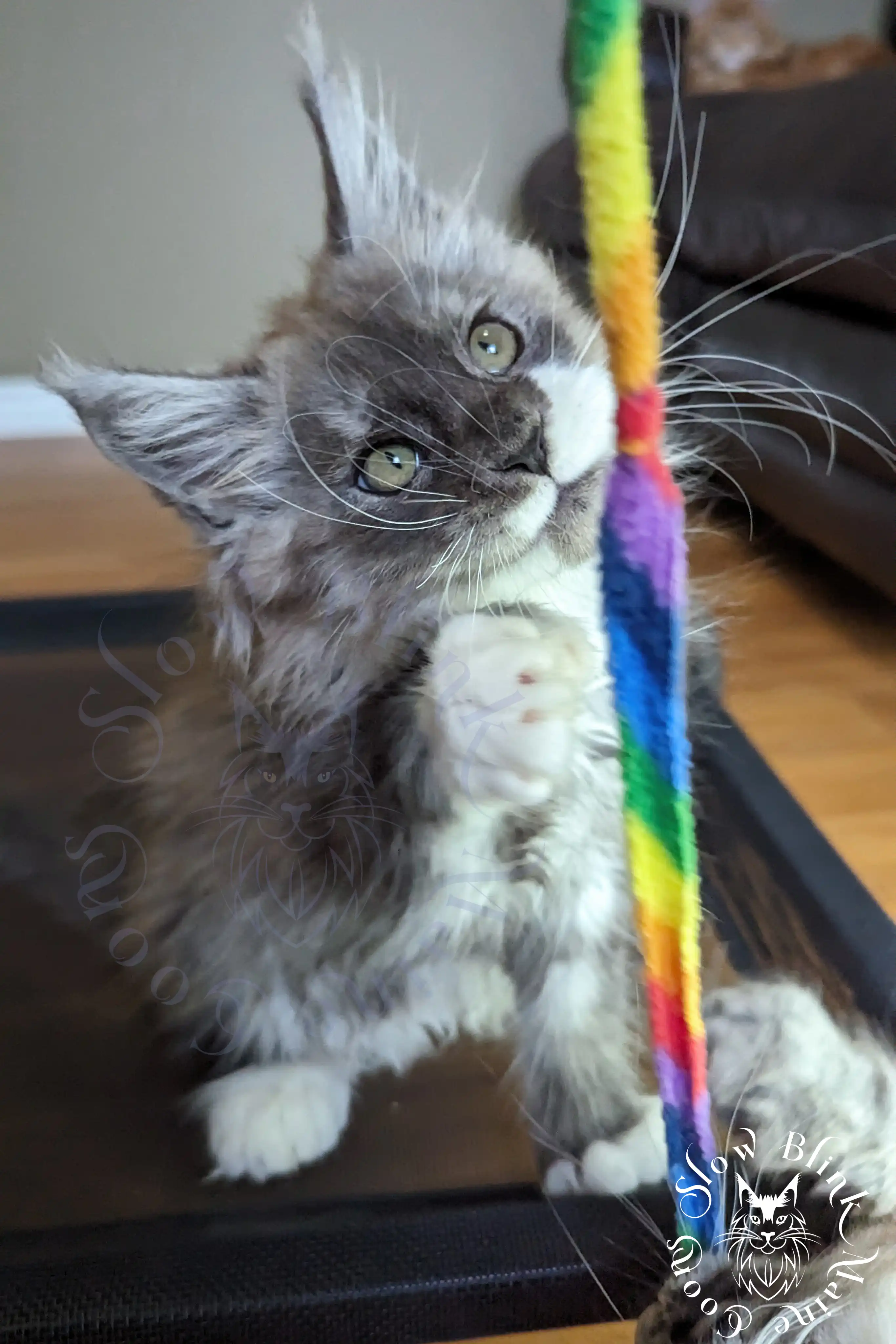 Bicolor Maine Coon Kittens > bicolor maine coon kitten | slowblinkmainecoons | ems code ns as 03 09 | 969