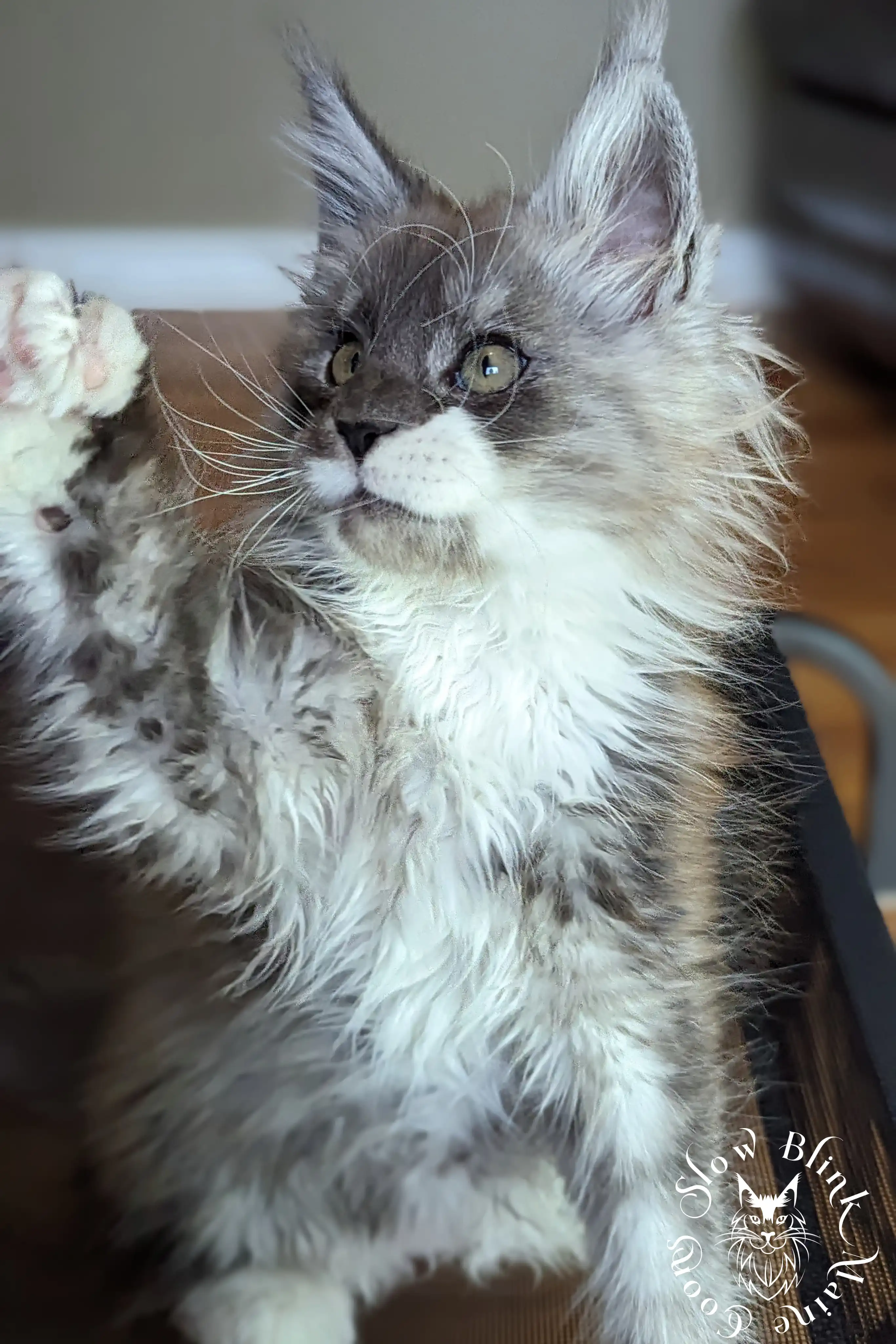Bicolor Maine Coon Kittens > bicolor maine coon kitten | slowblinkmainecoons | ems code ns as 03 09 | 971
