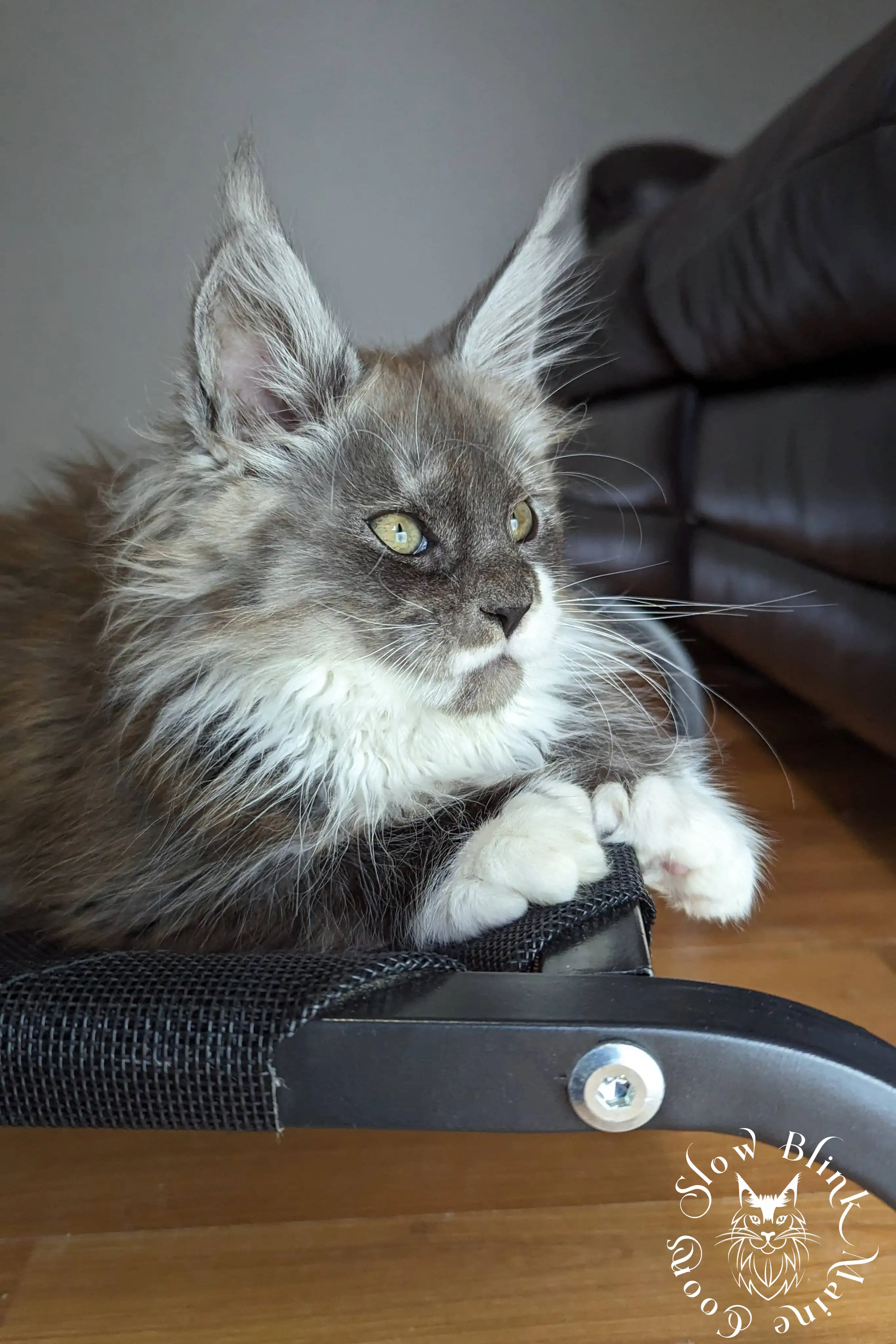 Bicolor Maine Coon Kittens > bicolor maine coon kitten | slowblinkmainecoons | ems code ns as 03 09 | 976