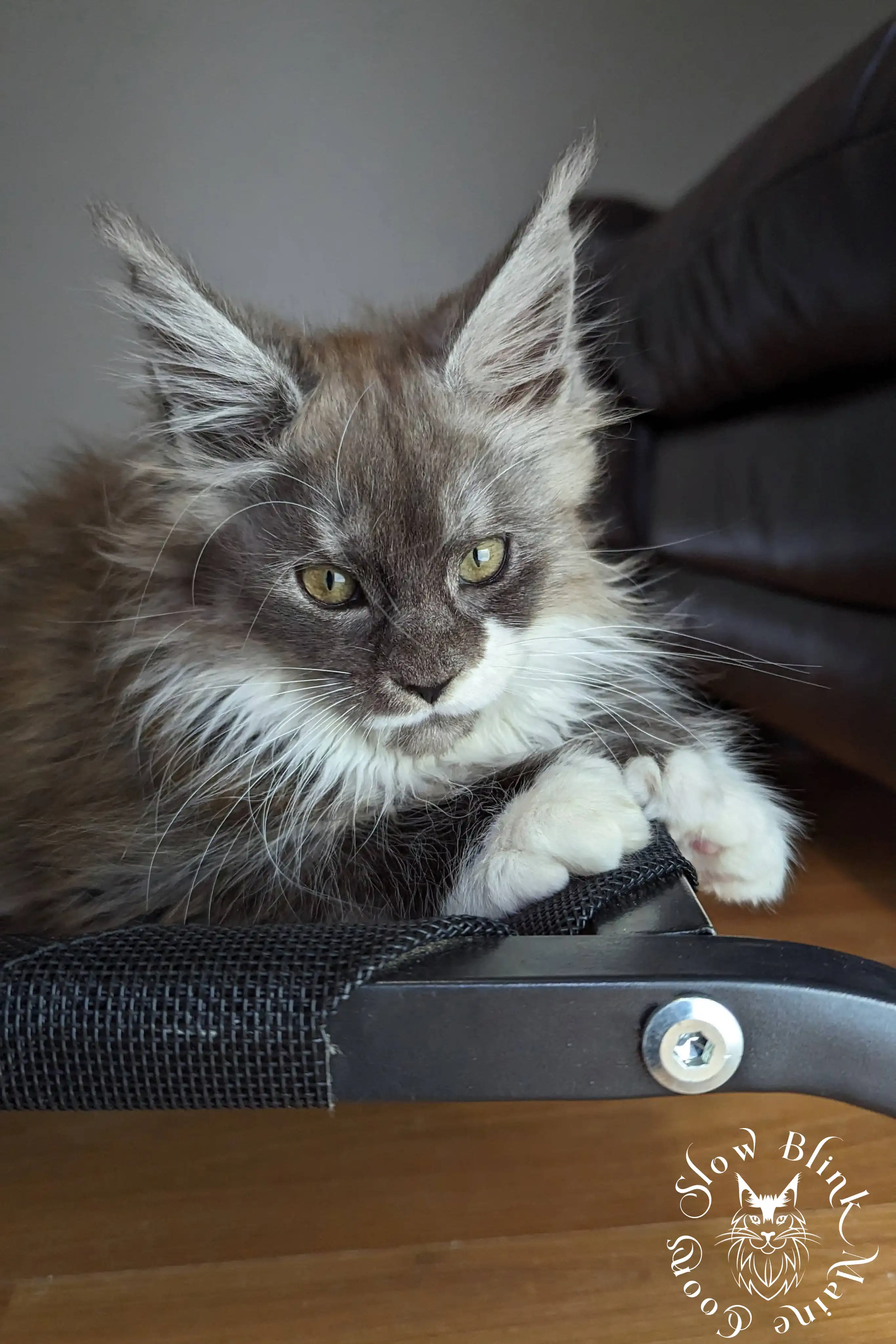 Bicolor Maine Coon Kittens > bicolor maine coon kitten | slowblinkmainecoons | ems code ns as 03 09 | 977