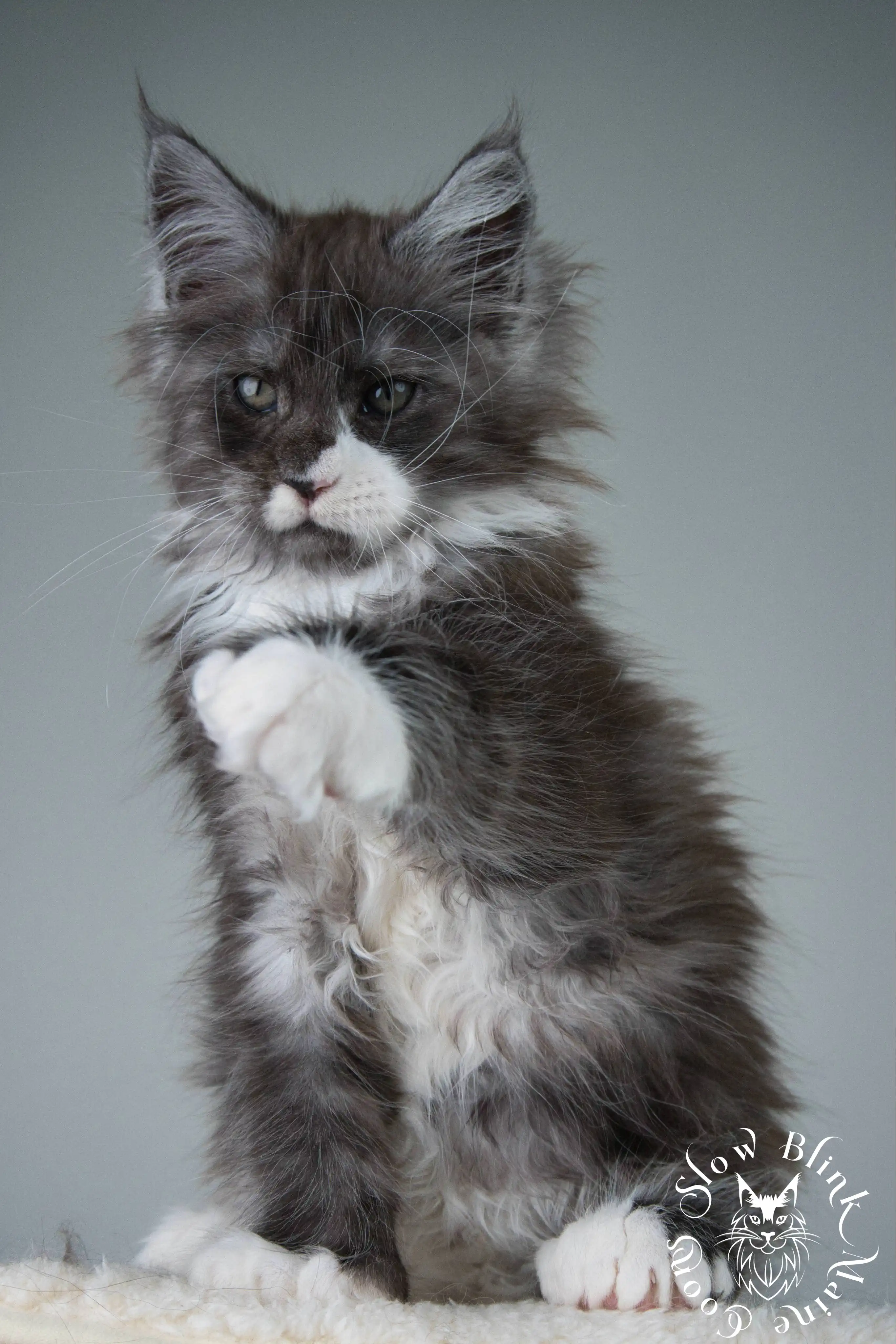 Bicolor Maine Coon Kittens > bicolor maine coon kitten | slowblinkmainecoons | ems code ns as 03 09 | 978