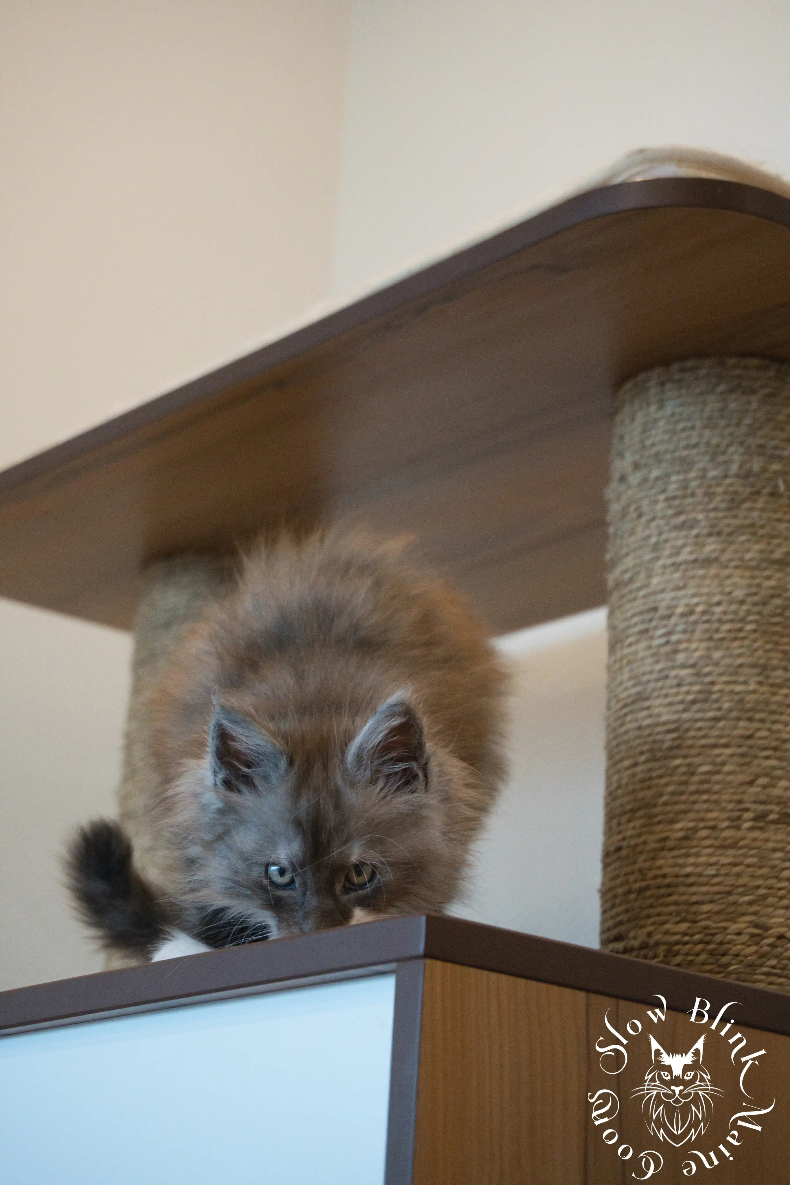 Bicolor Maine Coon Kittens > bicolor maine coon kitten | slowblinkmainecoons | ems code ns as 03 09 | 97