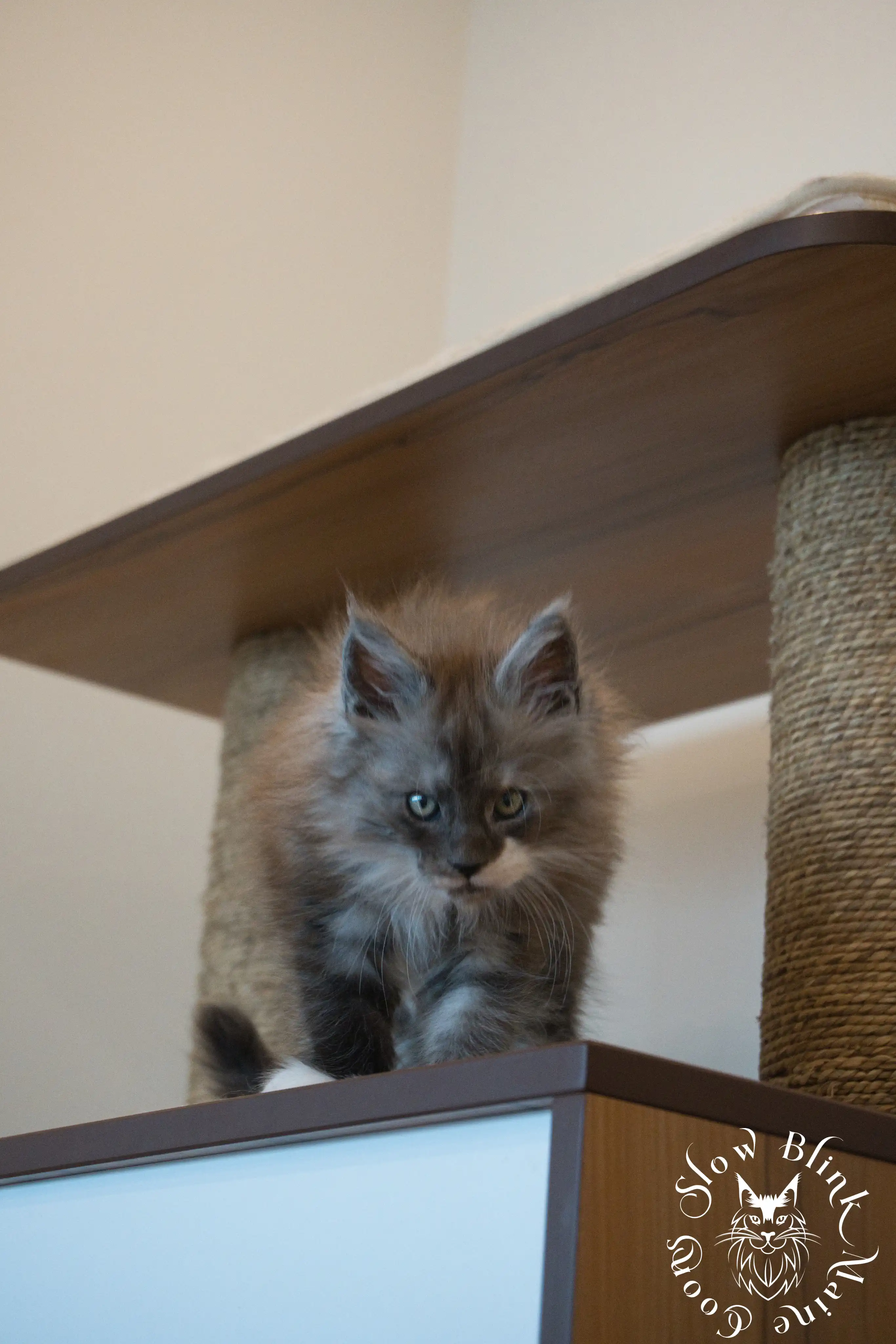 Bicolor Maine Coon Kittens > bicolor maine coon kitten | slowblinkmainecoons | ems code ns as 03 09 | 98