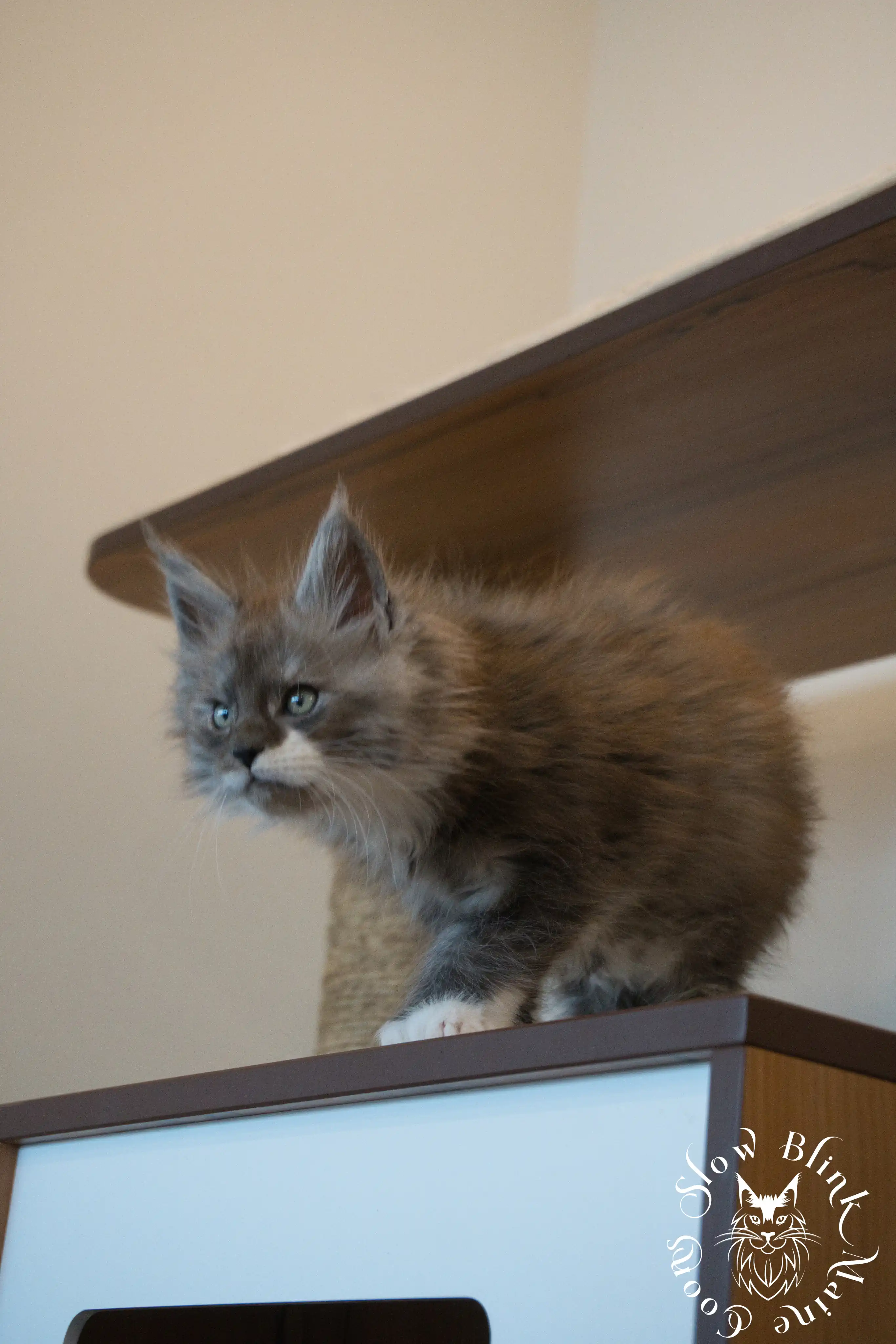 Bicolor Maine Coon Kittens > bicolor maine coon kitten | slowblinkmainecoons | ems code ns as 03 09 | 99