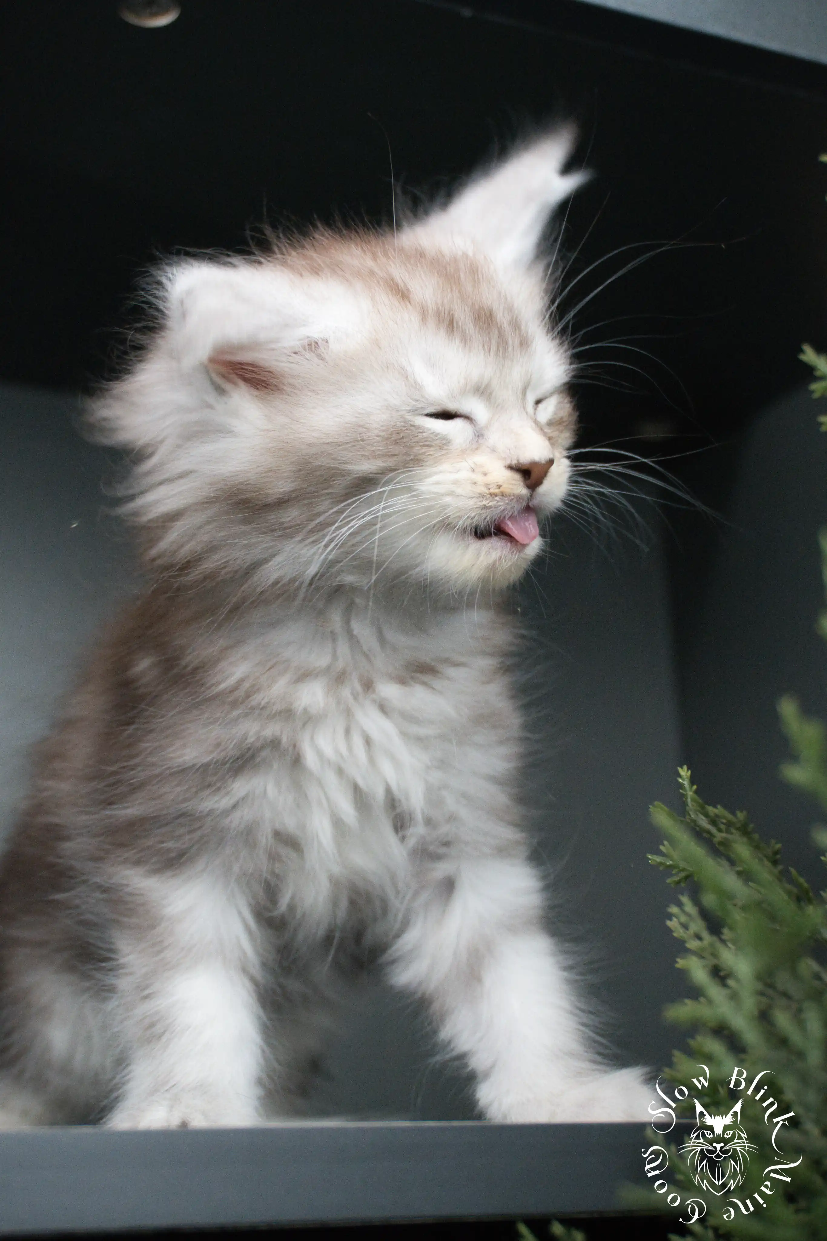 Black Silver Tabby Maine Coon Kittens > black silver tabby maine coon kitten | ems code ns 22 23 24 25 | slowblinkmainecoons | 02